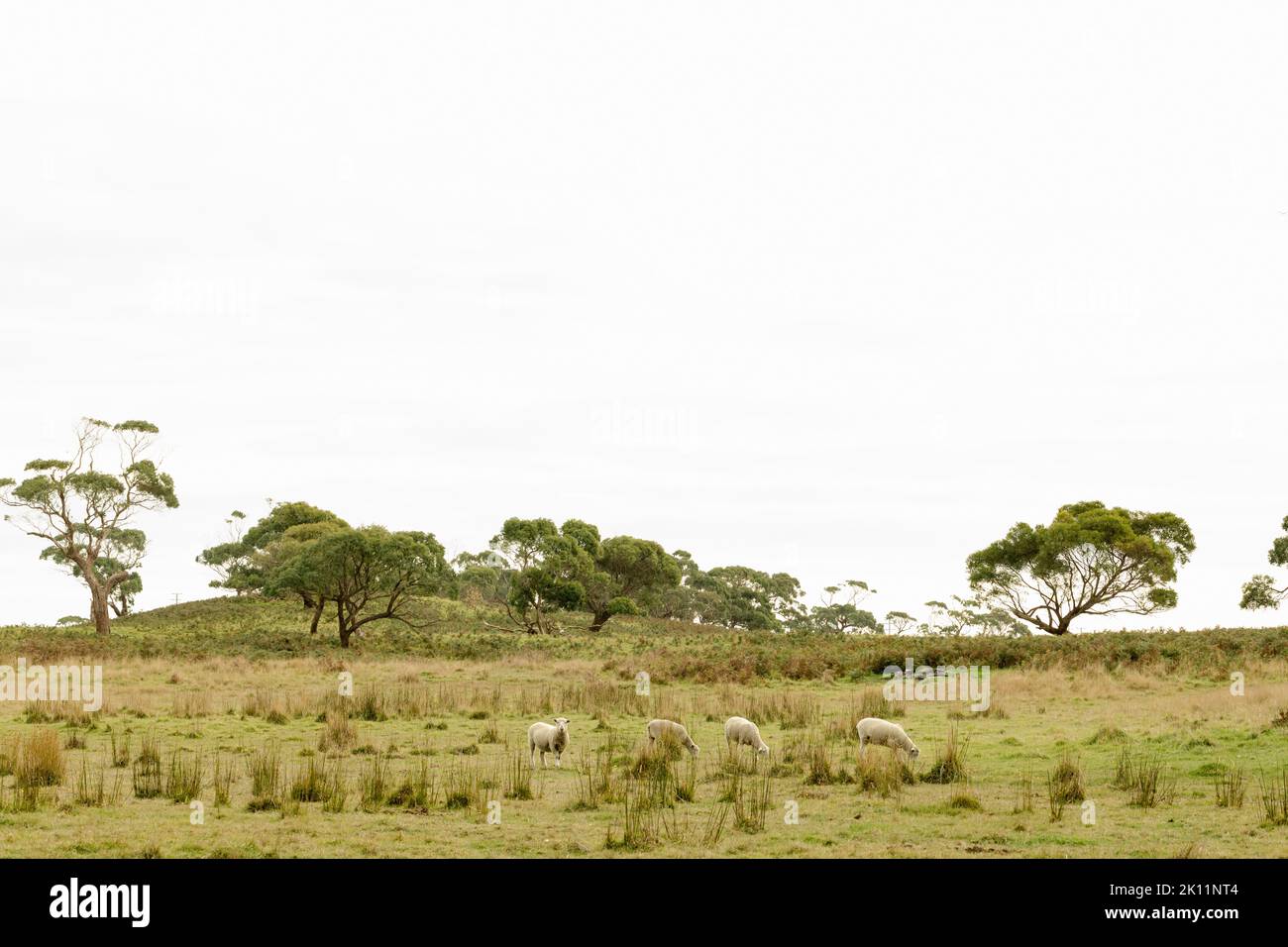 Pecore pascolano in un paddock australiano in una fattoria nell'entroterra con alberi di eucalipto sullo sfondo Foto Stock