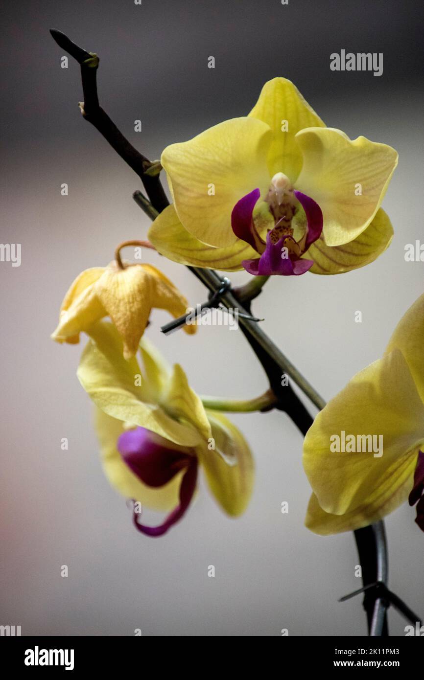bellissima ed elegante orchidea gialla Foto Stock