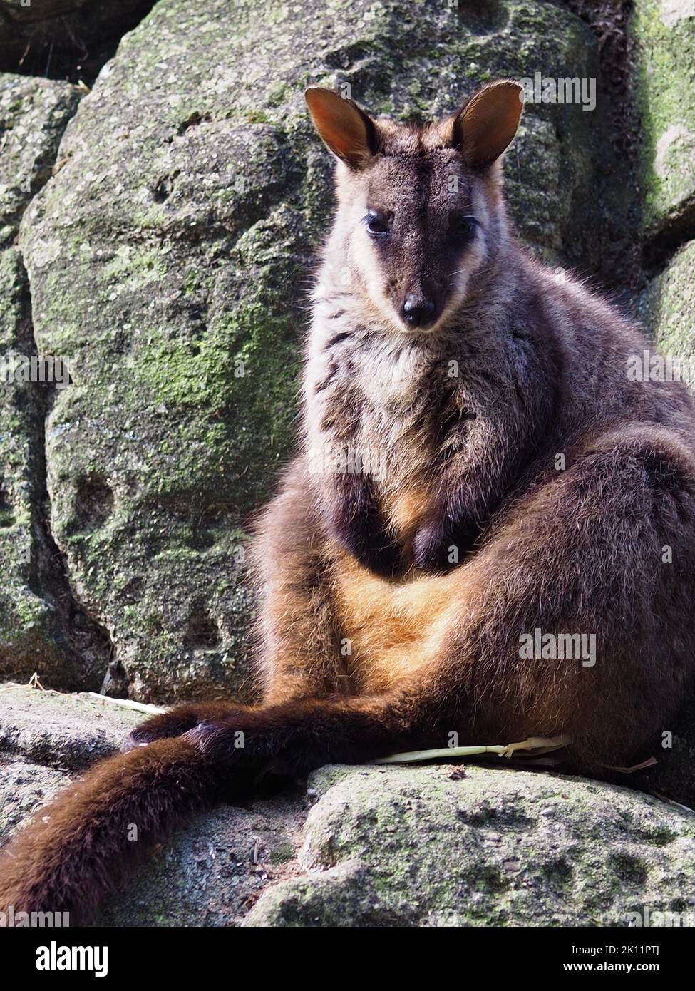 Spettacolare ed elegante Rock-Wallaby dalla coda a spazzola in una bellezza squisita. Foto Stock