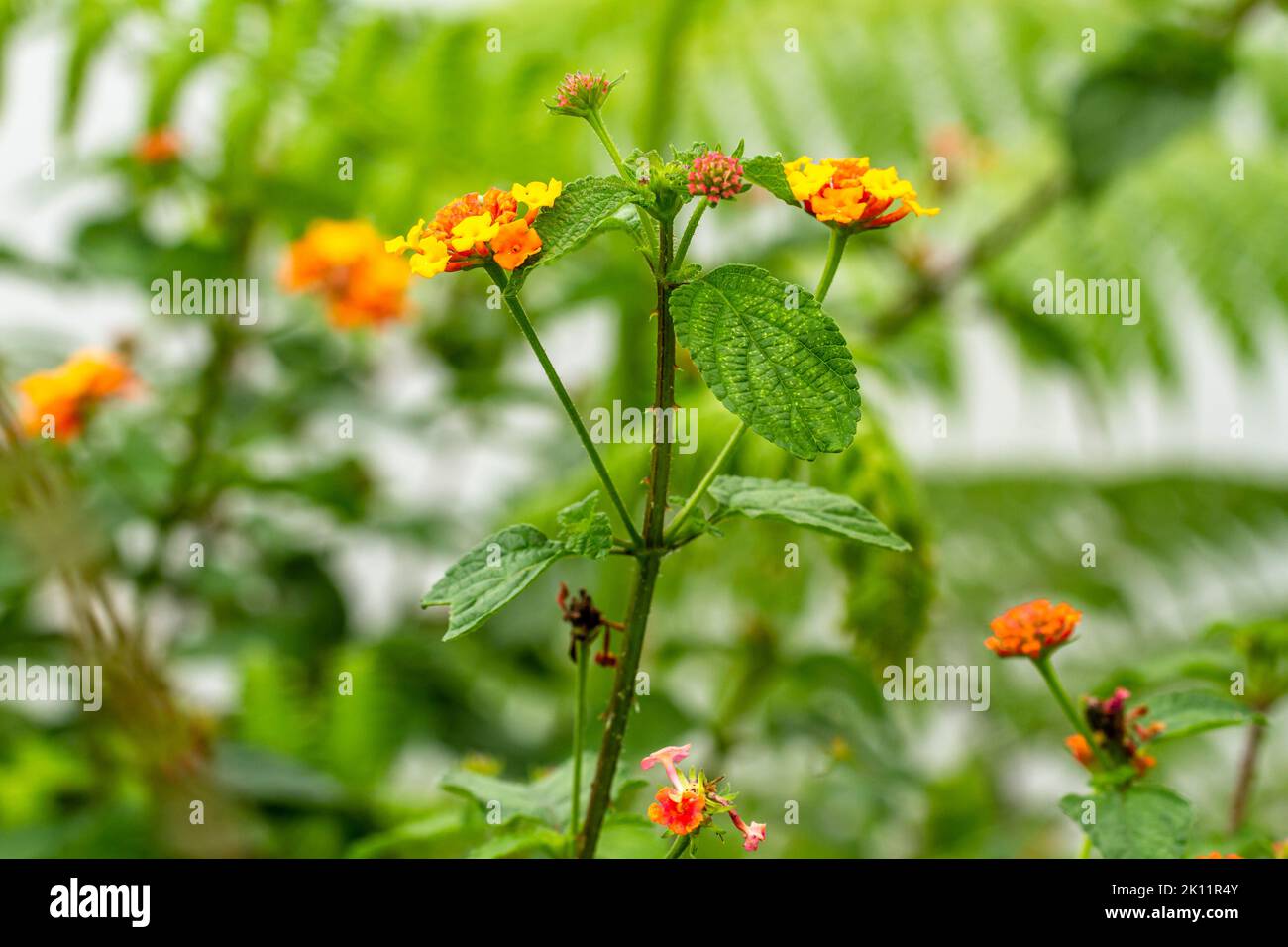 Un gambo di una pianta erbacea chiamata lantana camara che ha diversi fiori, che fioriscono in giallo e arancione, che sono ancora verdi e pin Foto Stock