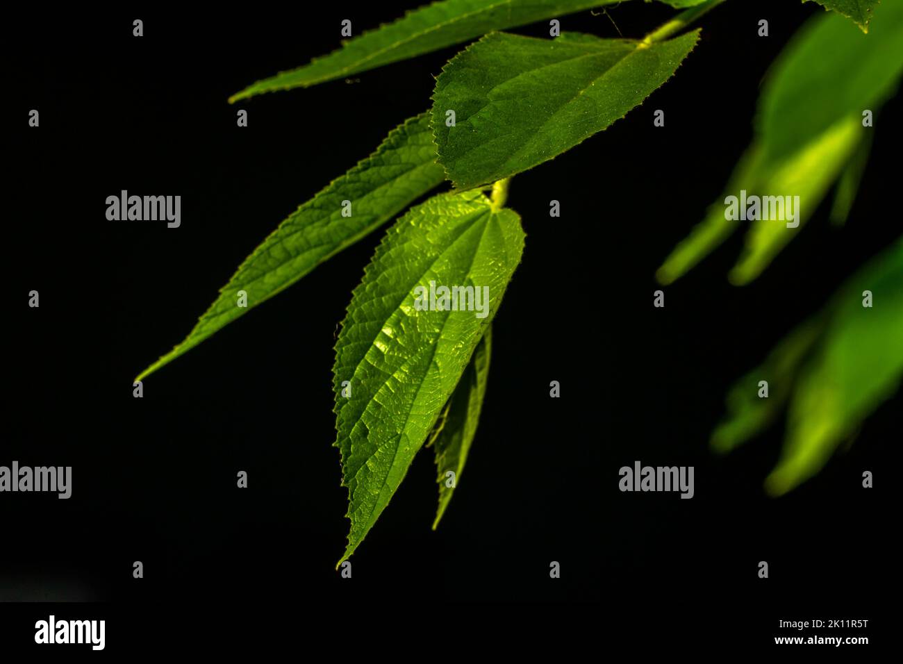 Le piccole foglie verdi della pianta di ciliegio o di muntingia calabura diventano trasparenti quando esposte alla luce del sole, lo sfondo di un ambiente buio Foto Stock