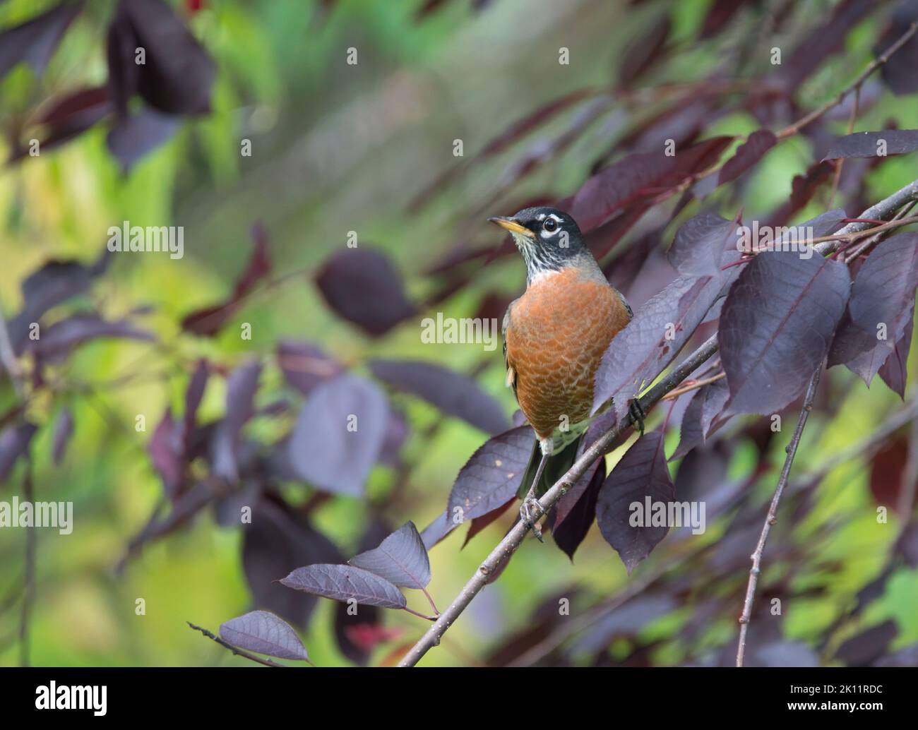 Robin americano in un cespuglio di ciliegio di sabbia di foglia viola in autunno. Foto Stock