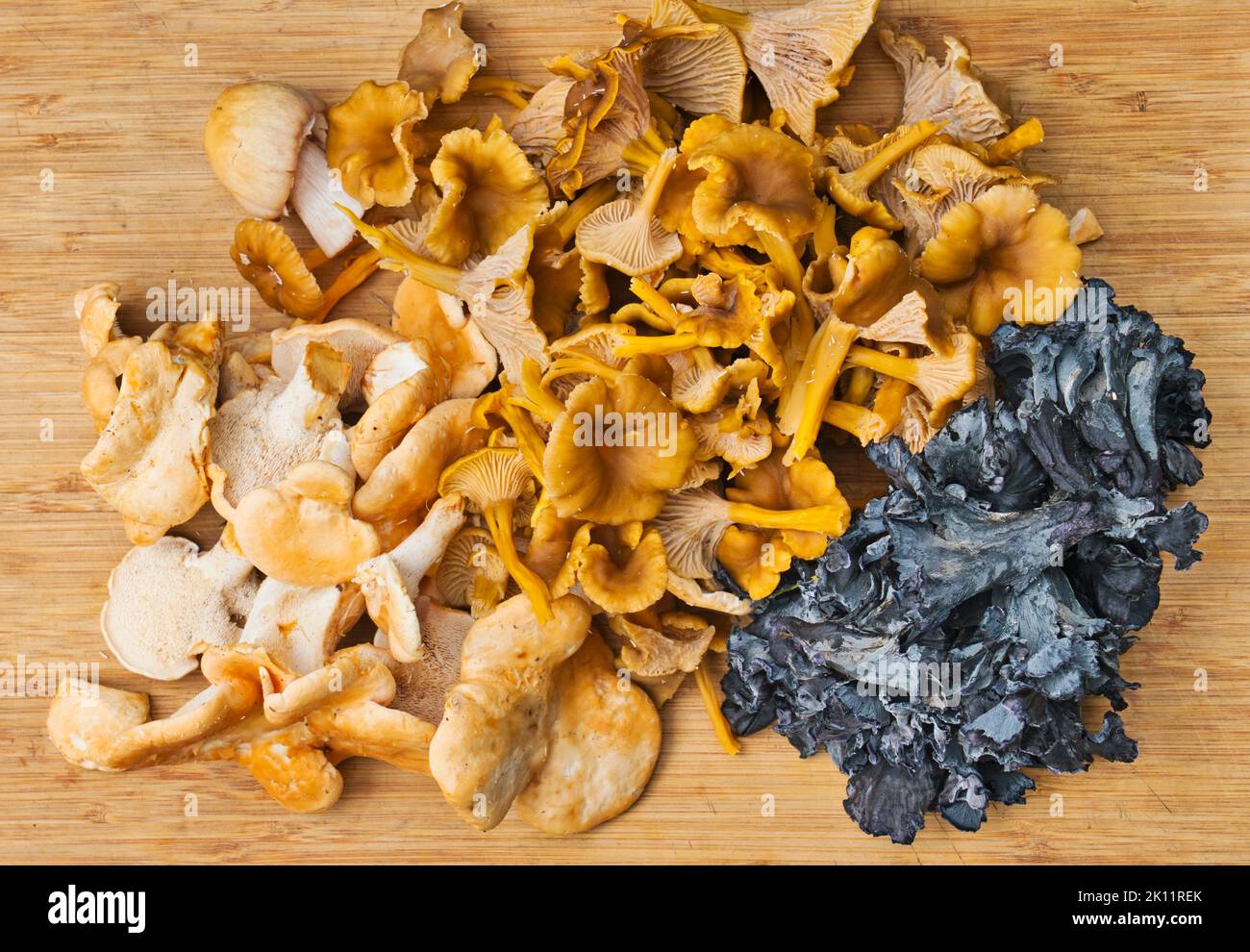 Raccolta di vari funghi commestibili selvatici (piede giallo, finferli blu, ricci) su un tagliere di legno. Foto Stock