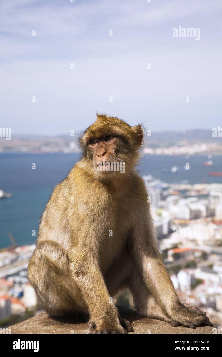 Macaca sylvanus - Barbary Macaque, Gibilterra, Spagna Foto Stock