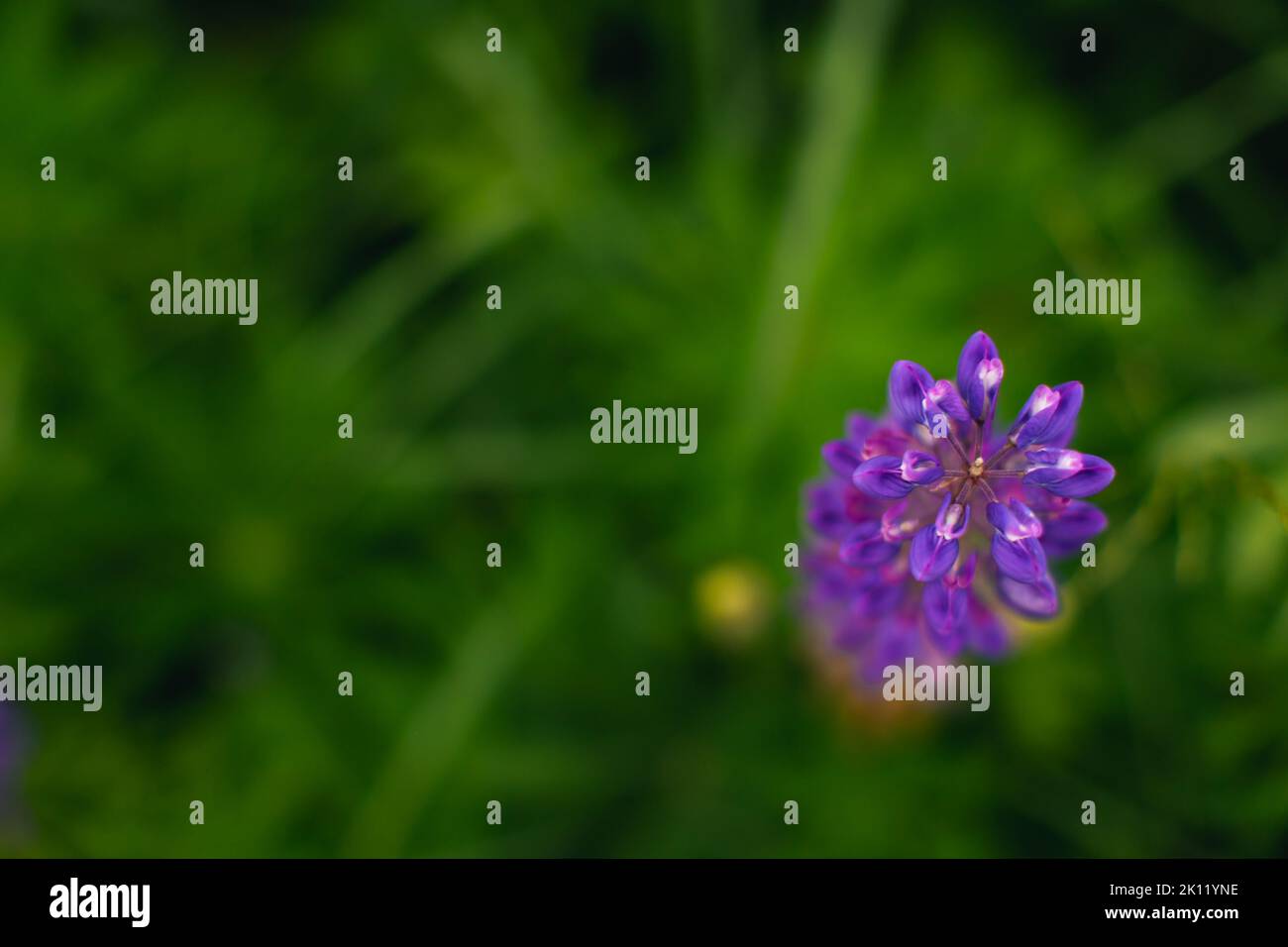 Fiori di piante selvatiche Lupinus in un campo immerso nel verde. Vista frontale. Foto Stock