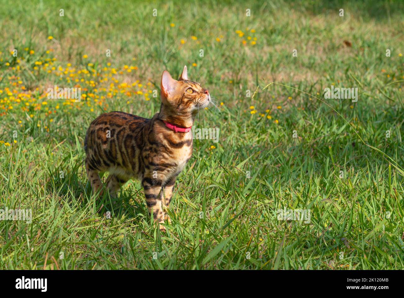 Bel giovane gatto bengala in giardino Foto Stock