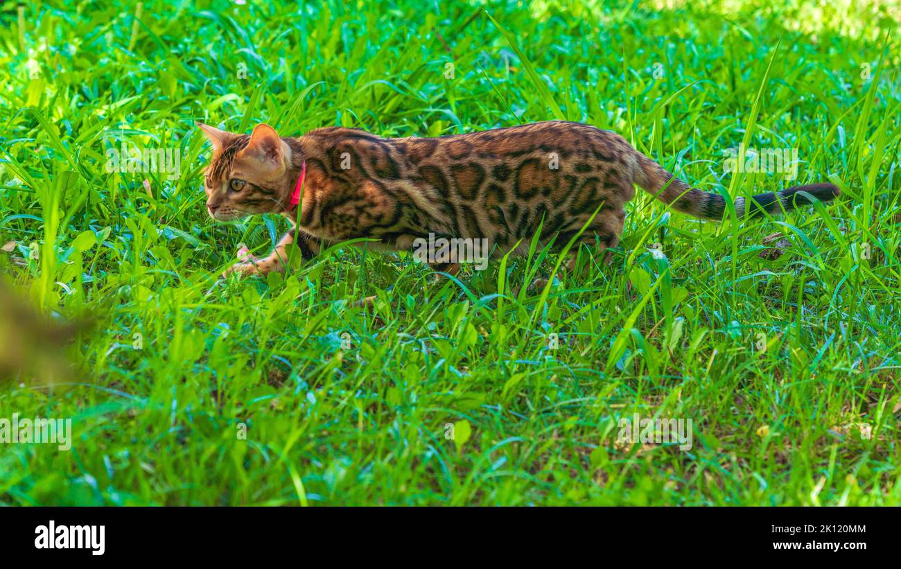 Bel giovane gatto bengala in giardino Foto Stock