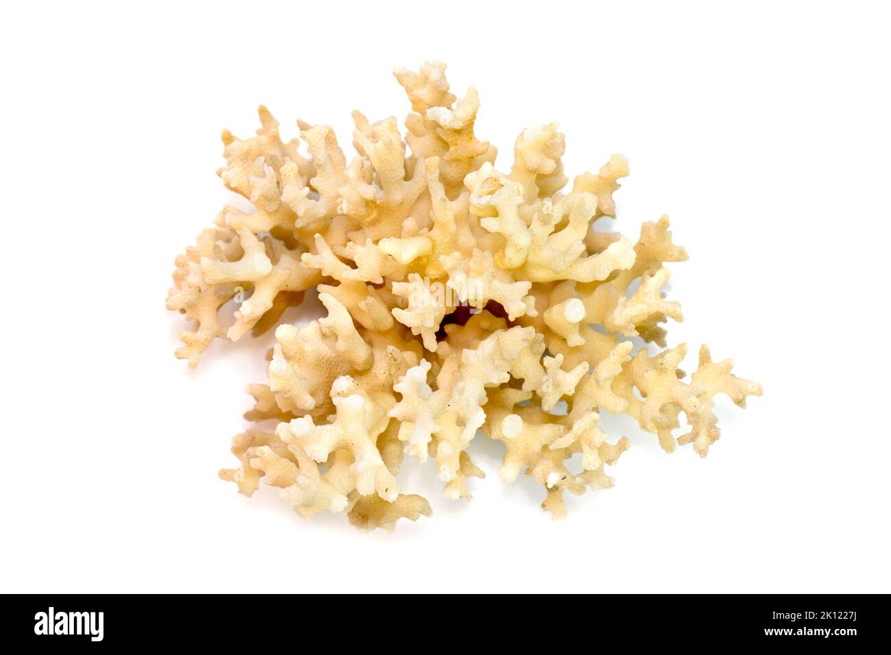 Immagine di cubi coralli bianchi morti su sfondo bianco. Animali sottomarini. Foto Stock