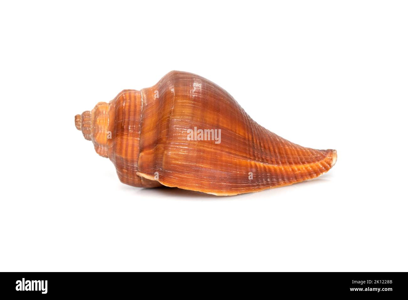 Immagine di pugilina coclidium (spirale melongena) su sfondo bianco. Lumaca del Mar Rosso. Animali sottomarini. Conchiglie di mare. Foto Stock