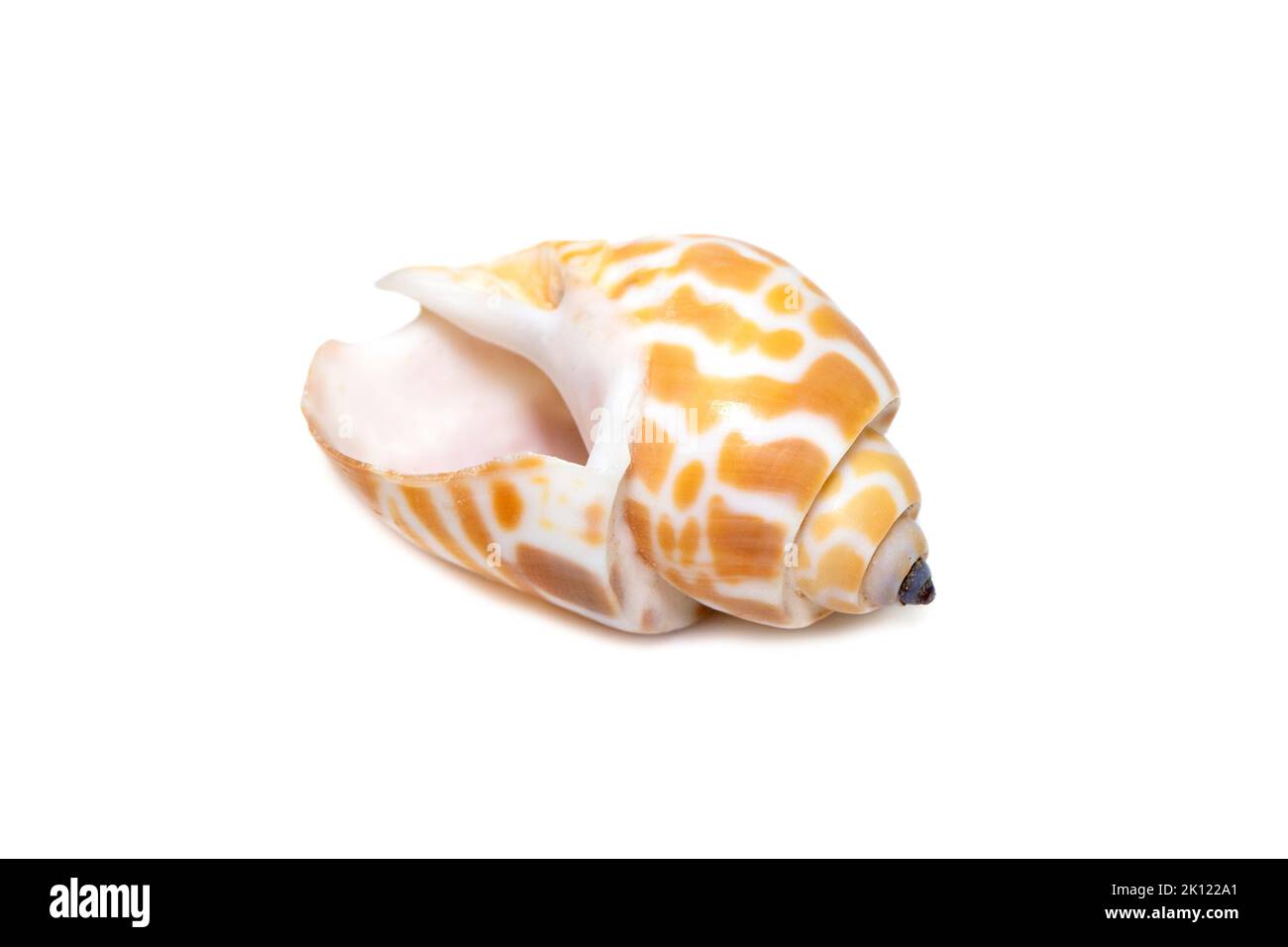 babilonia spirata, nome comune la Spiral Babilonia, è una specie di lumaca di mare, un molluschi gasteropodi marini della famiglia Babiloniidae isolato Foto Stock