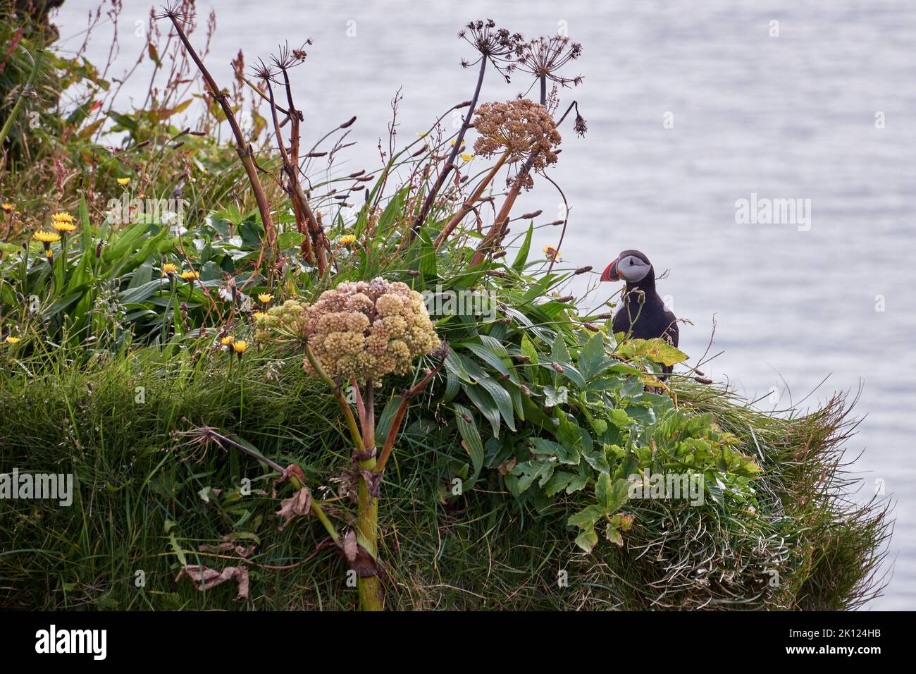 Puffin Atlantico (Fratercula artica) a Dyrholaey, costa meridionale, Islanda Foto Stock