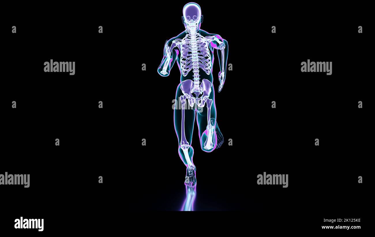Sistema scheletrico di running man, Anatomia ossea durante la corsa, fisico umano e sport, joggers, running man, medico accurato, fitness, Esecuzione umana Foto Stock