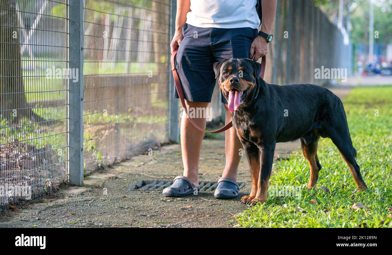 Cane Rottweiler in piedi accanto a uomo proprietario, all'aperto nel parco. Walk il concetto del cane. Foto Stock