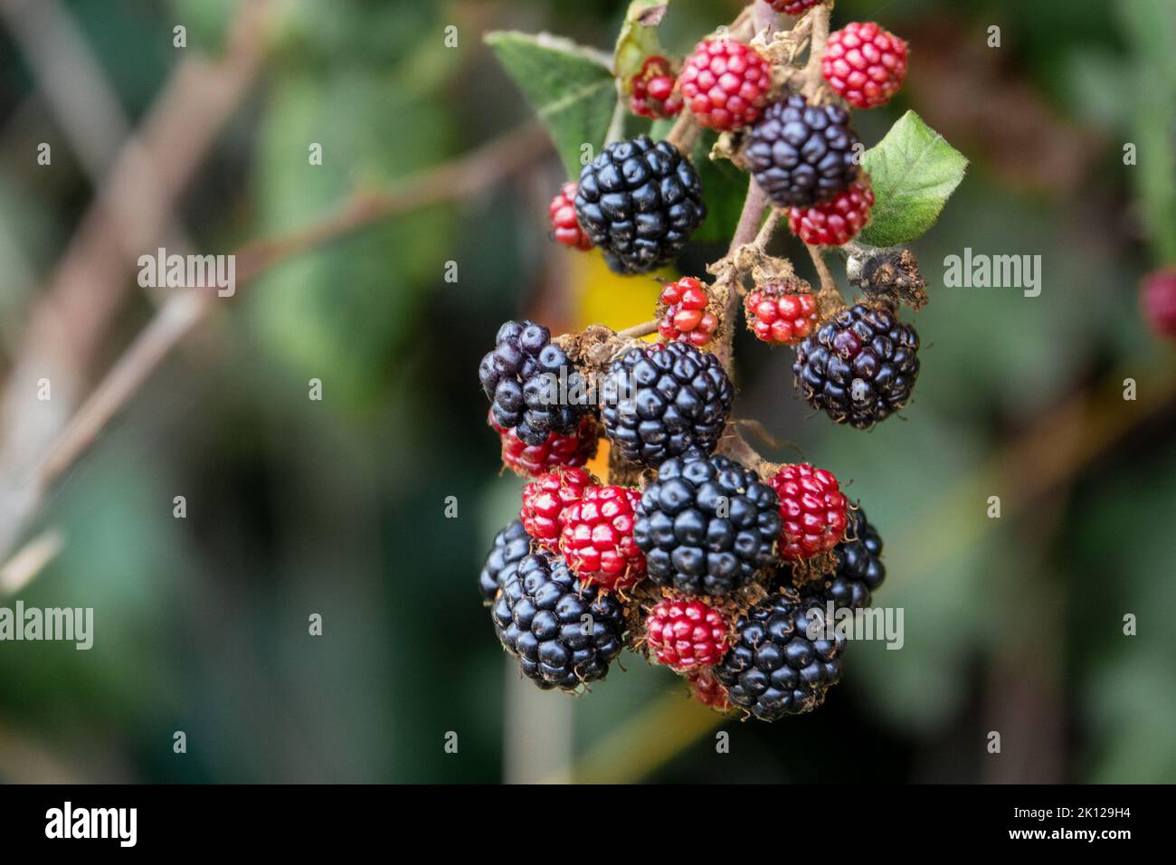 Mature, immature, bacche di mora Norfolk Hedgrow Foto Stock
