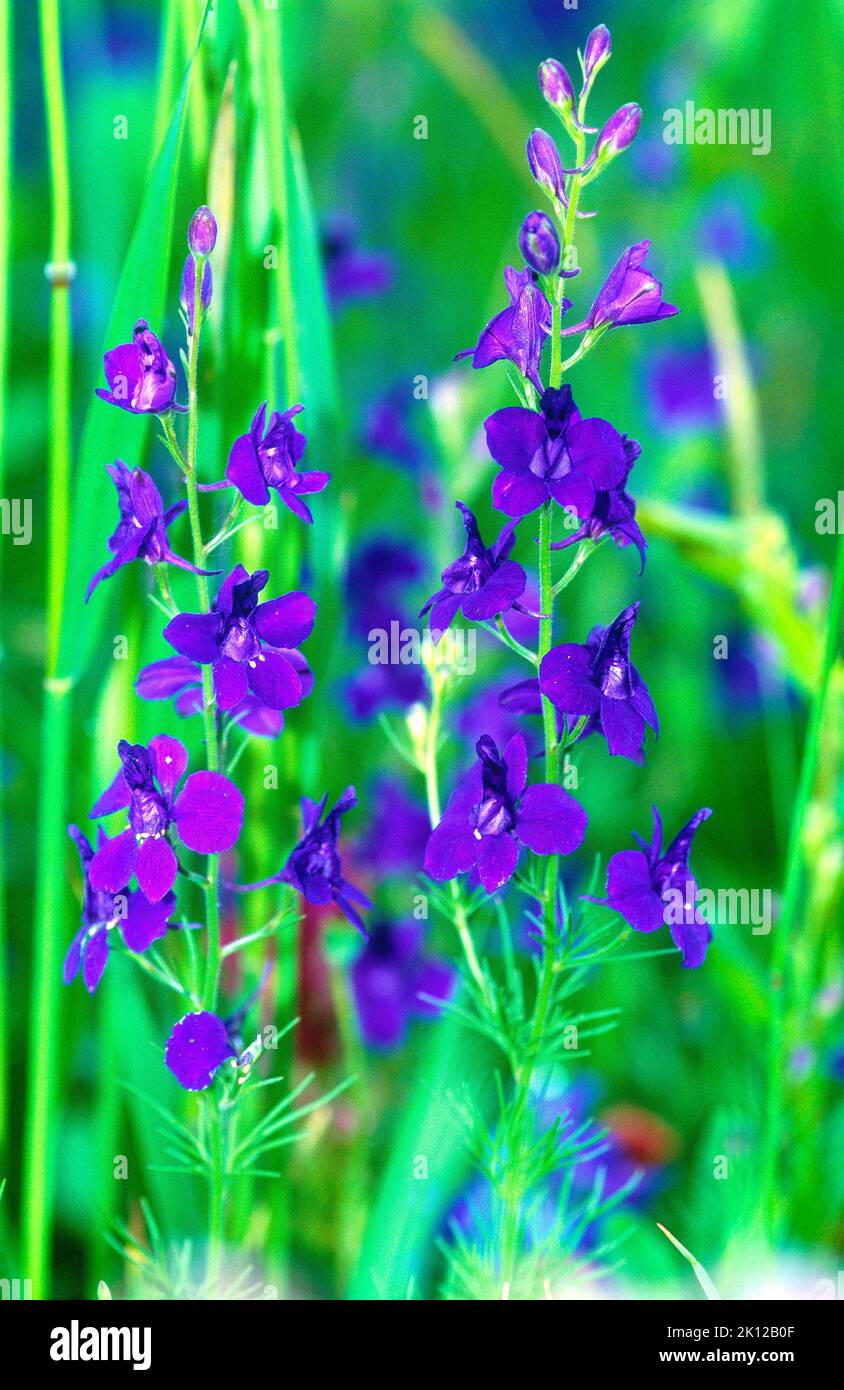 Sperone di Kunght, Consolida ajacis, Ranunculaceae, infiorescenza, fiori, Fiore, pianta, Spagna Foto Stock
