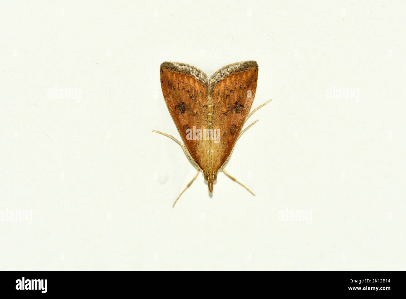 Perla di Rosty Dot, Udea ferrugalis, Carmbidae, Moth, Butterfly, Insetto, animale, Zurigo, Svizzera Foto Stock