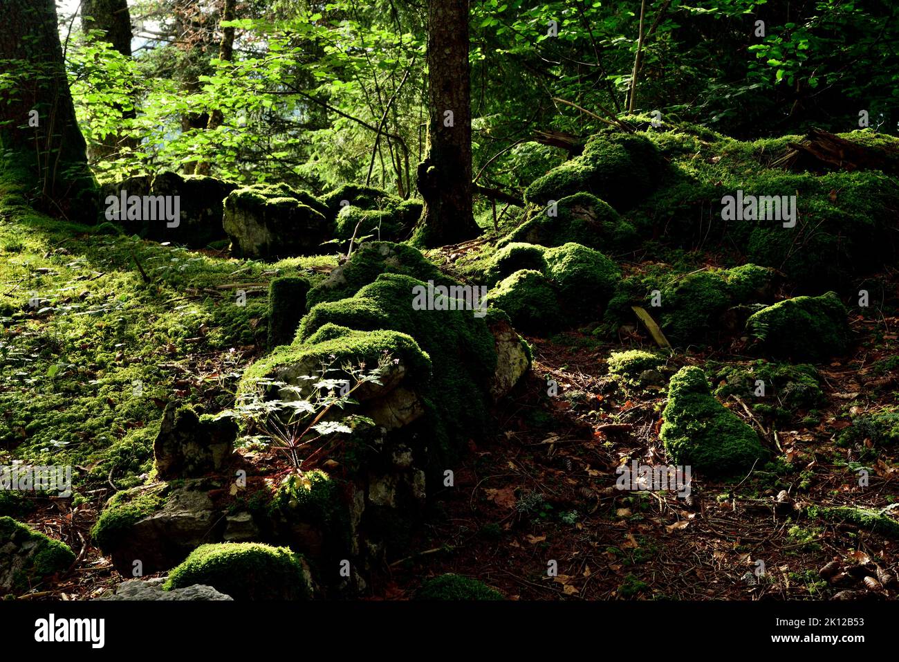 Foresta, massi, muschio, nei pressi di Lajoux, dipartimento del Giura, Regione Bourgogne-Franche-Comté, Giura, Francia Foto Stock