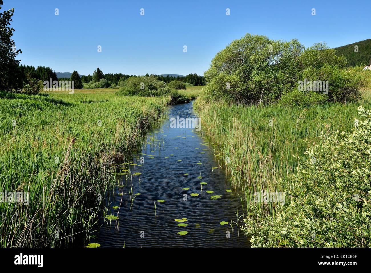 Piccolo fiume, l'orbe, zona di canna, Bois d'Amant, dipartimento del Giura, Regione Bourgogne-Franche-Comté, Giura, Francia Foto Stock