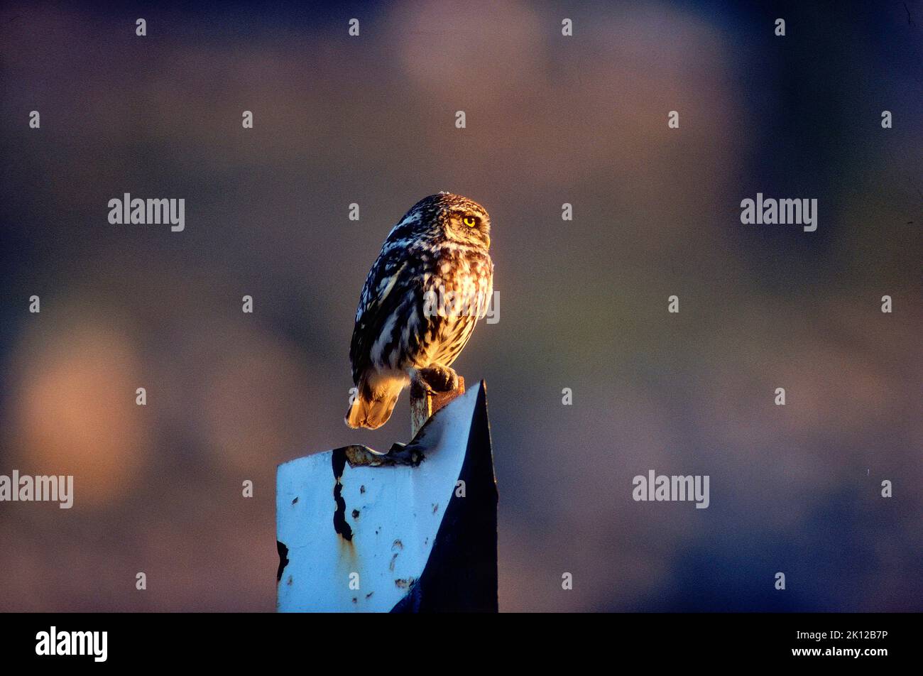 Gufo piccolo, noctua di Athene, Stridae, uccello, animale, Andalusia, Spagna Foto Stock