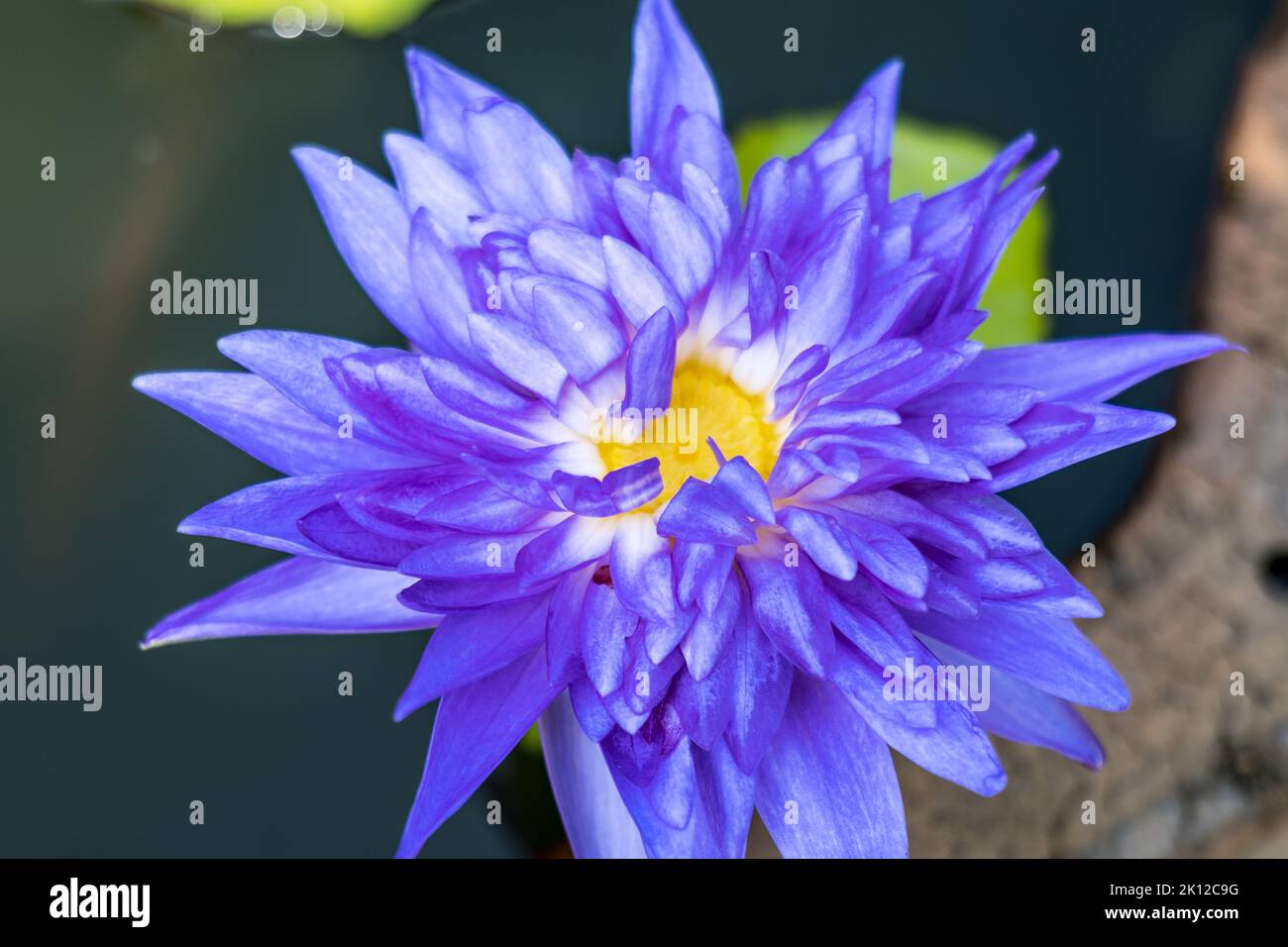 fiore di loto in fiore su uno stagno ornamentale nel giardino. Nelumbo nucifera, noto anche come loto indiano o loto sacro. Foto Stock