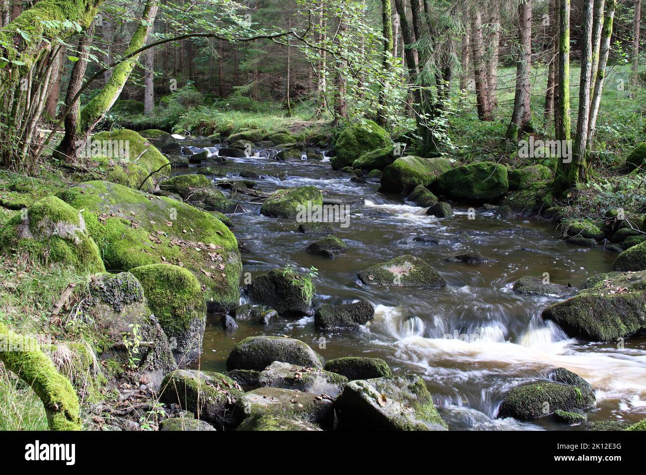 Parte del fiume Drago (Dracice) nella riserva di Dracice – Repubblica Ceca vicino al confine di stato con l'Austria. Foto Stock