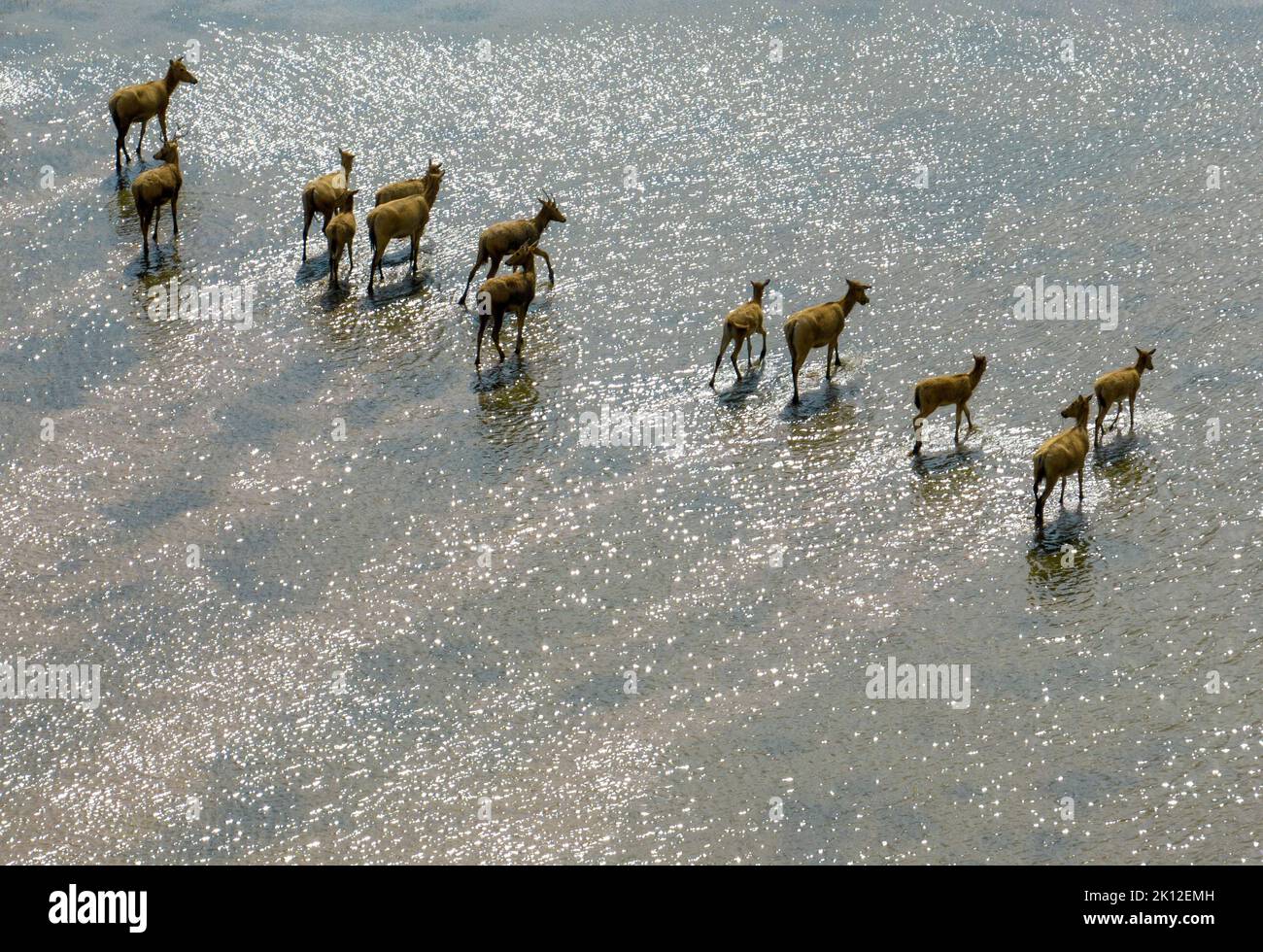 YANCHENG, CINA - 12 SETTEMBRE 2022 - gli Elchi giocano nella riserva naturale di Dafeng Milu nella città di Yancheng, provincia di Jiangsu, Cina, 12 settembre 2022. Con l' Foto Stock