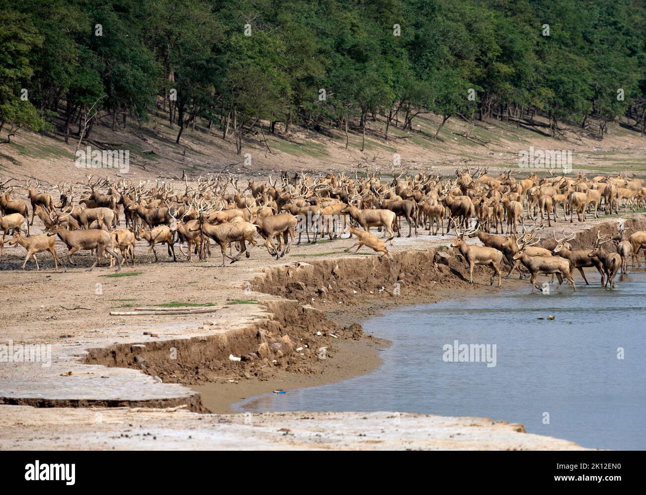 YANCHENG, CINA - 12 SETTEMBRE 2022 - gli Elchi giocano nella riserva naturale di Dafeng Milu nella città di Yancheng, provincia di Jiangsu, Cina, 12 settembre 2022. Con l' Foto Stock