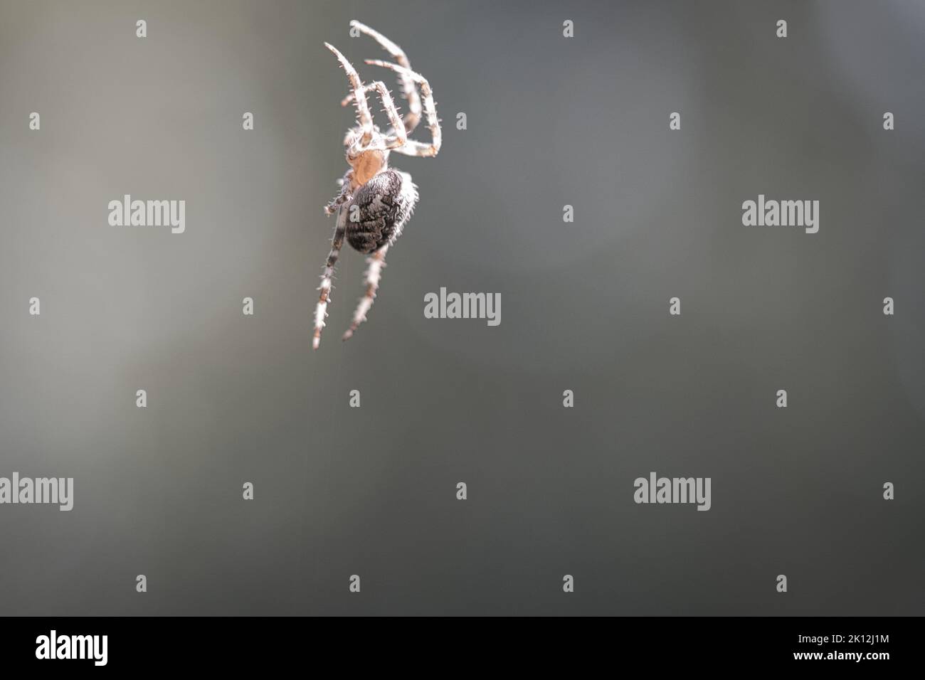 Crociera del ragno su una filettatura del ragno. Sfondo sfocato. Un cacciatore utile tra insetti. Arachnid. Foto di animali selvatici. Foto Stock