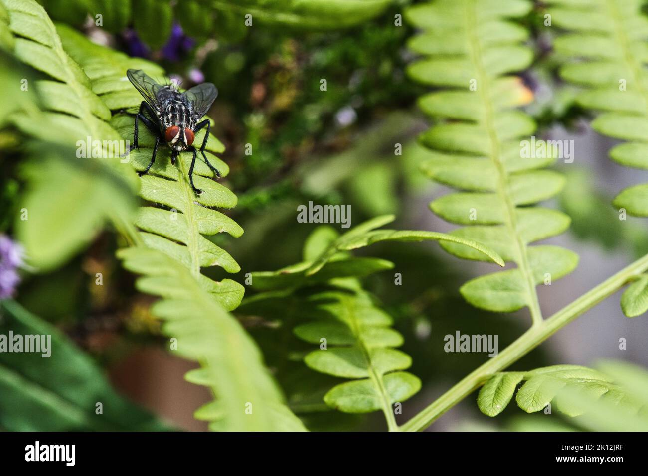 La carne vola su una foglia verde con luce e ombra. Gambe pelose in nero e grigio. Insetto che alimenta. Scatto macro di una mosca Foto Stock