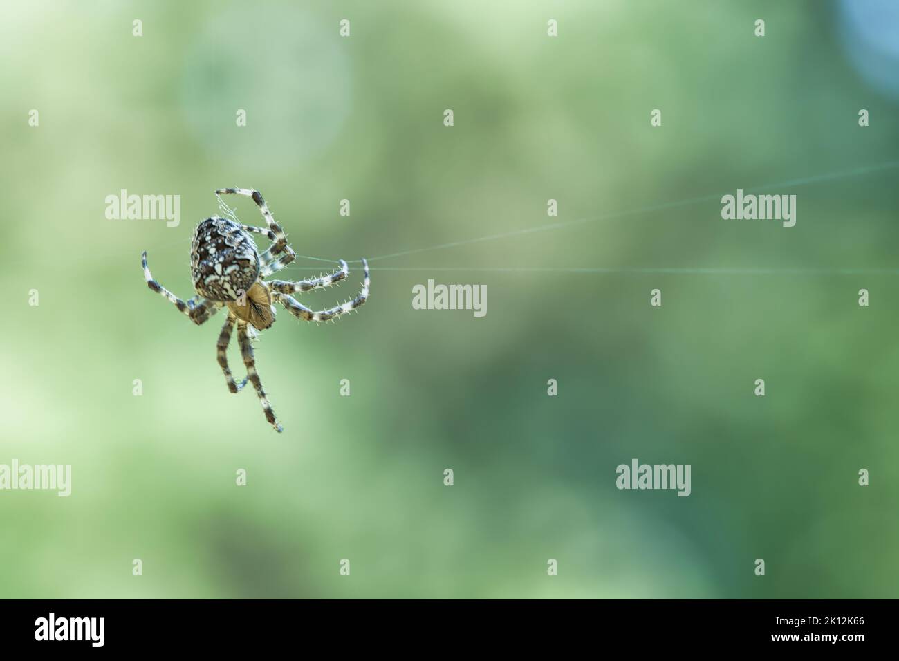 Crociera del ragno su una filettatura del ragno. Halloween spavido. Sfondo sfocato. Un cacciatore utile tra insetti. Arachnid. Foto di animali selvatici. Foto Stock