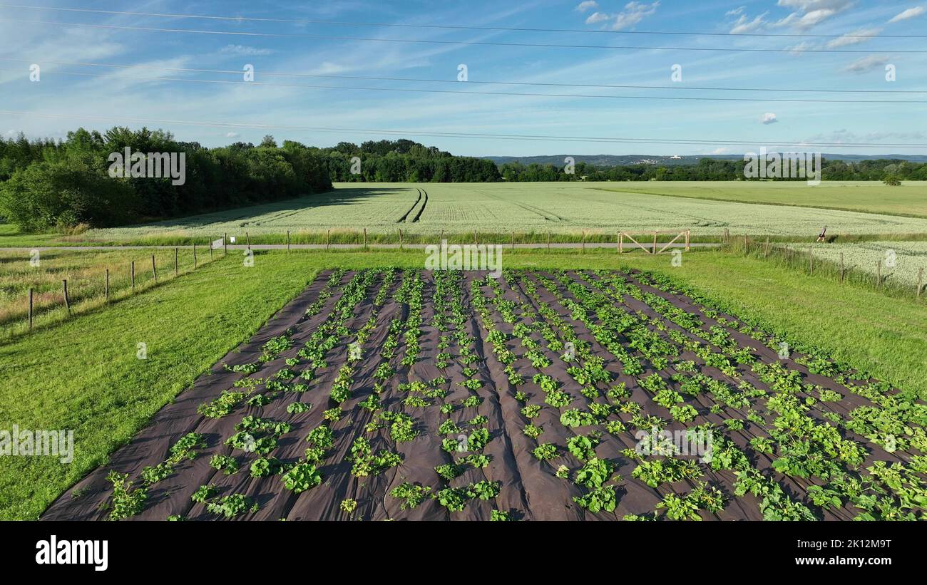 Cocomero citrullus lanatus piantare bio fattoria pianta campo crescita agricoltura drone aereo, coltivatore citron melone foraggio a semi rossi conservazione agricola Foto Stock