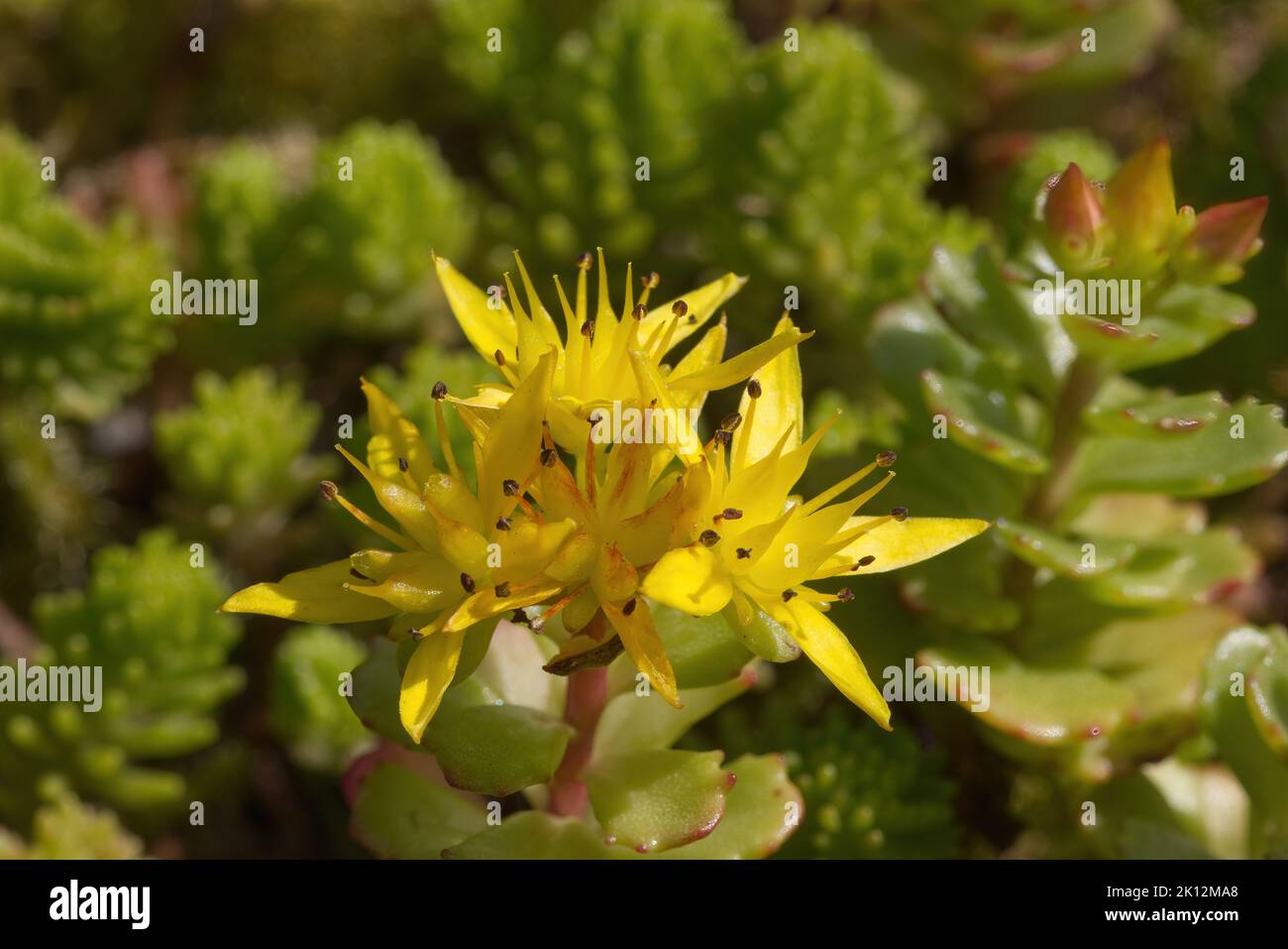 Primo piano del fiore giallo di Sedum acro, mordente stonecrop. Foto Stock