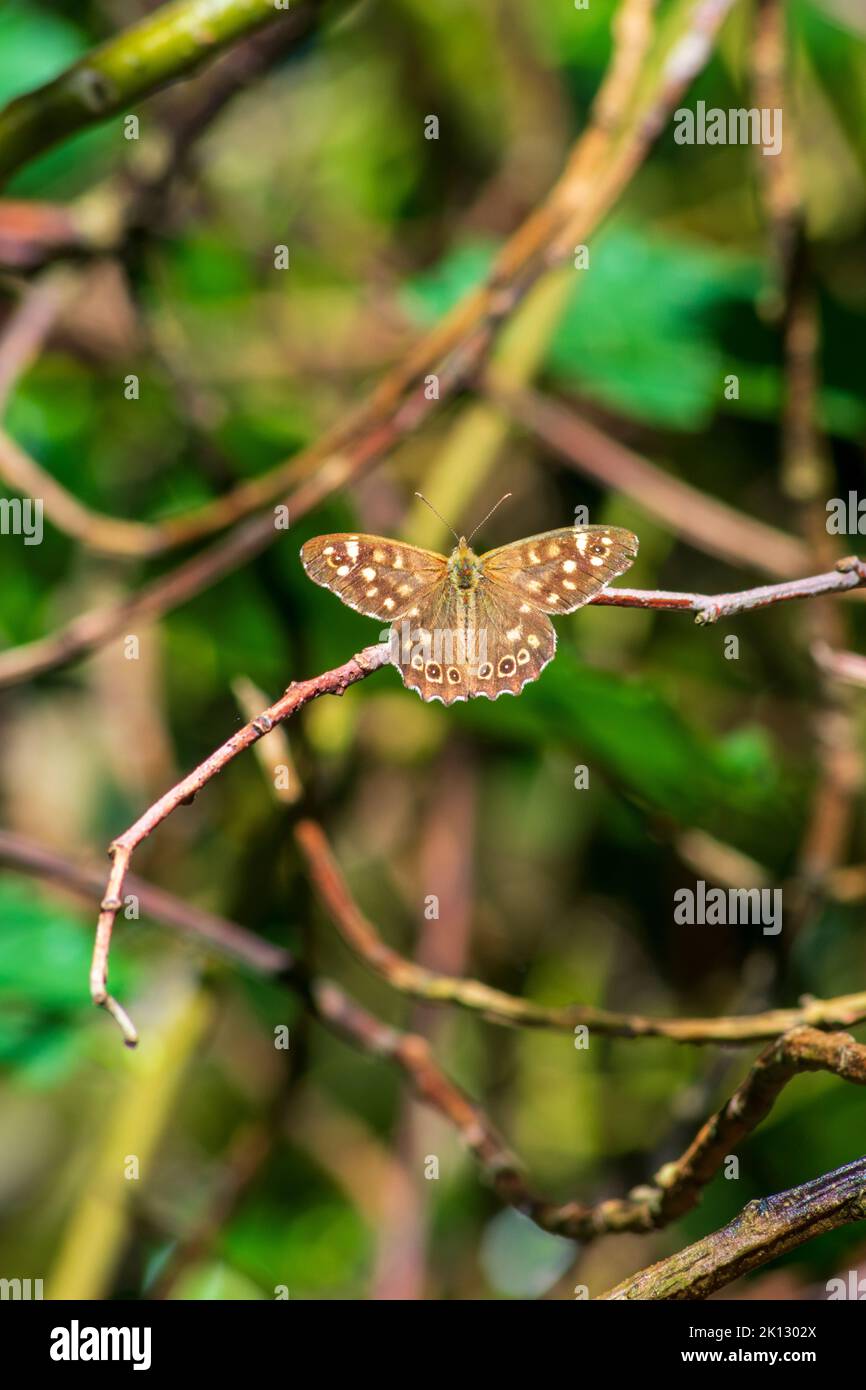 Una farfalla di legno puntinata maschio poggiata su un ramoscello. Pararge aegeria. Foto Stock