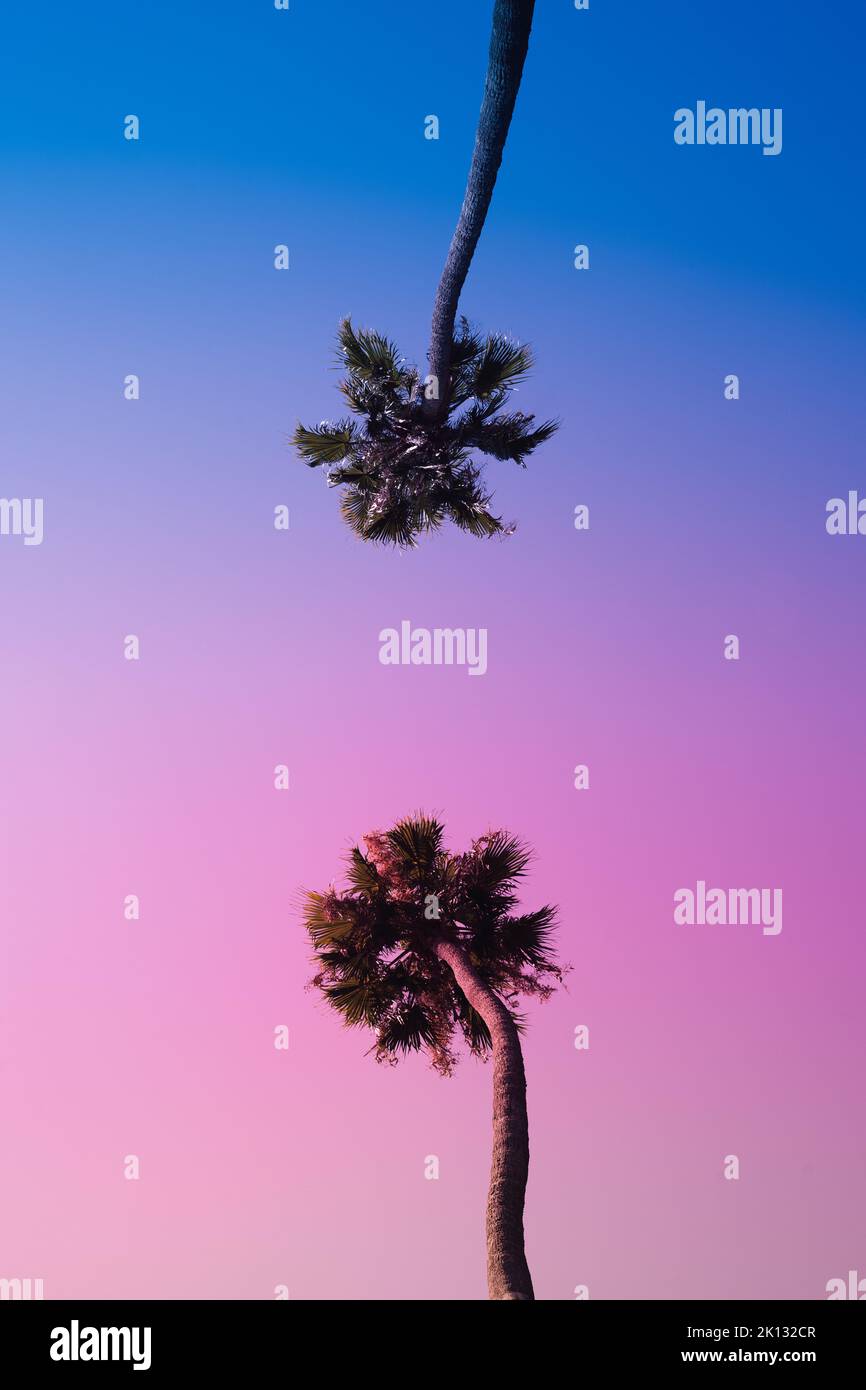 Due palme a Los Angeles California contro il cielo rosa e blu del tramonto. Colpo di eroe dal basso. Dualità femminile maschile tropicale Foto Stock