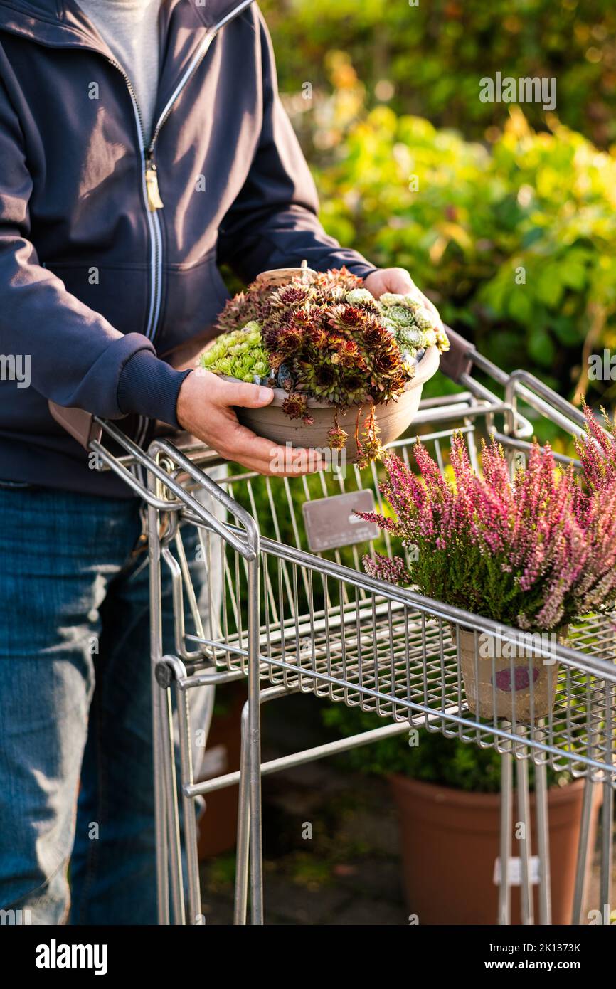 uomo giardiniere shopping in centro giardino, l'acquisto di piante succulente in vaso Foto Stock