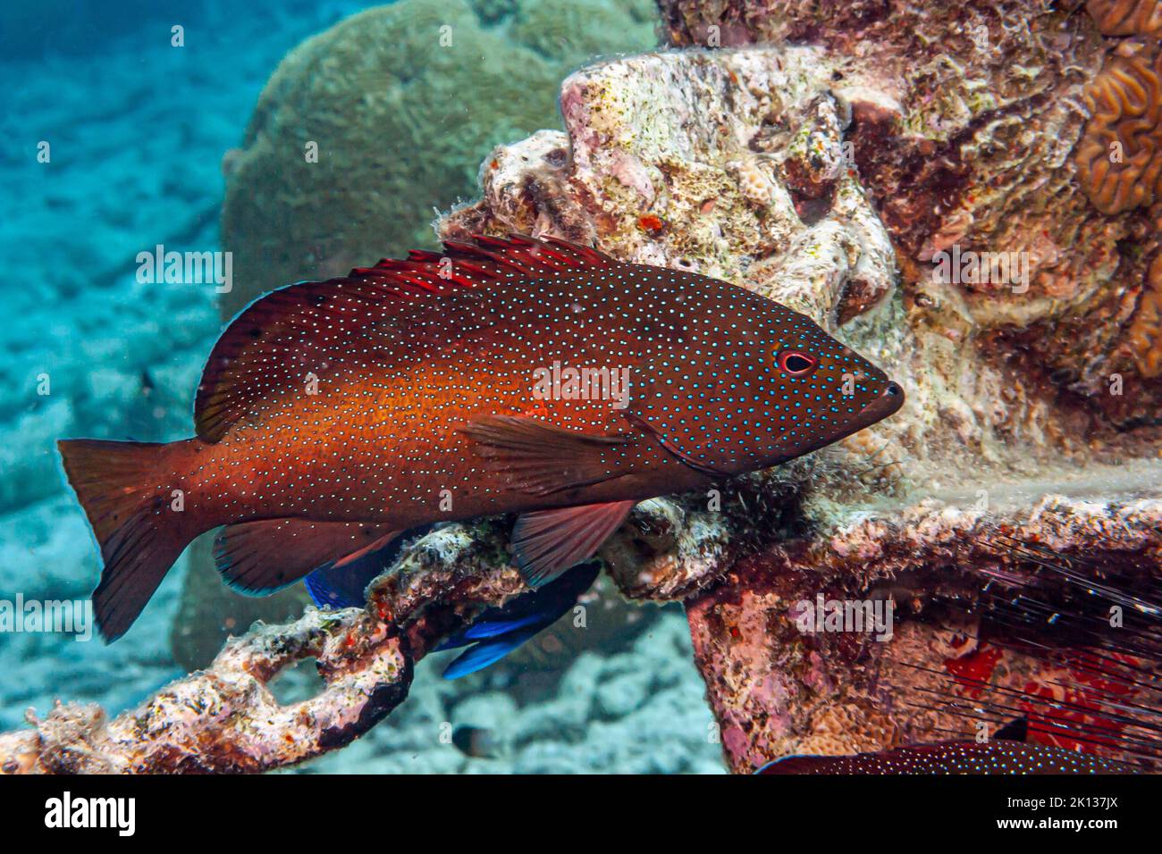 Cephalopholis fulva, il coney o il butterfish, è una specie di pesci marini con pinne di raggio, un cernario della sottofamiglia Epinephelinae Foto Stock
