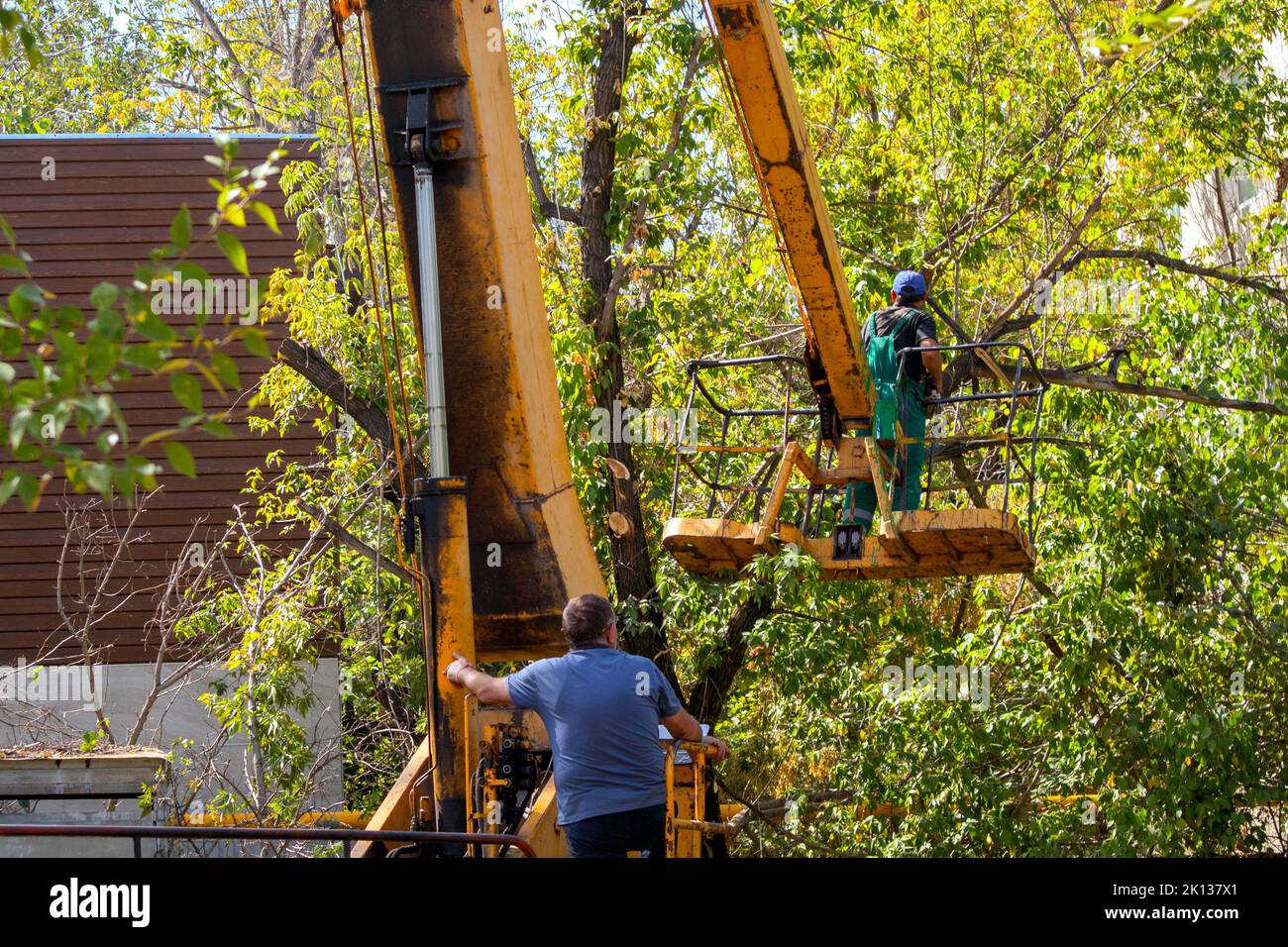 potando rami di albero da una gru. lavoratori di giardino Foto Stock