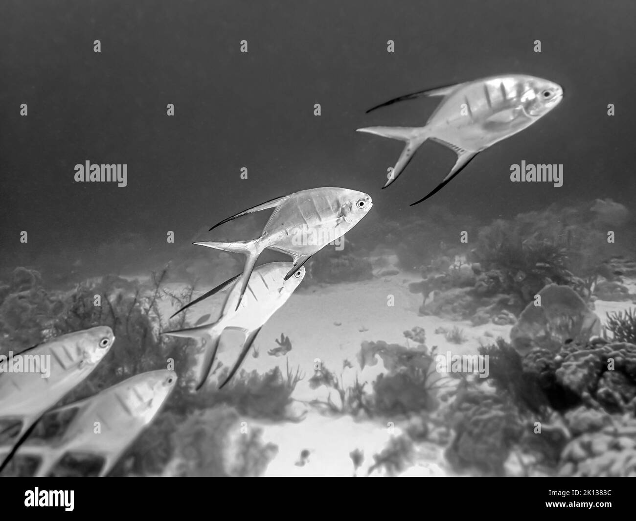 Trachinotus goodei, il palometa, è un pesce di caccia oceanico della famiglia Carangidae. Altri nomi comuni includono striscione pompano, camade pesce, ciottoli Foto Stock