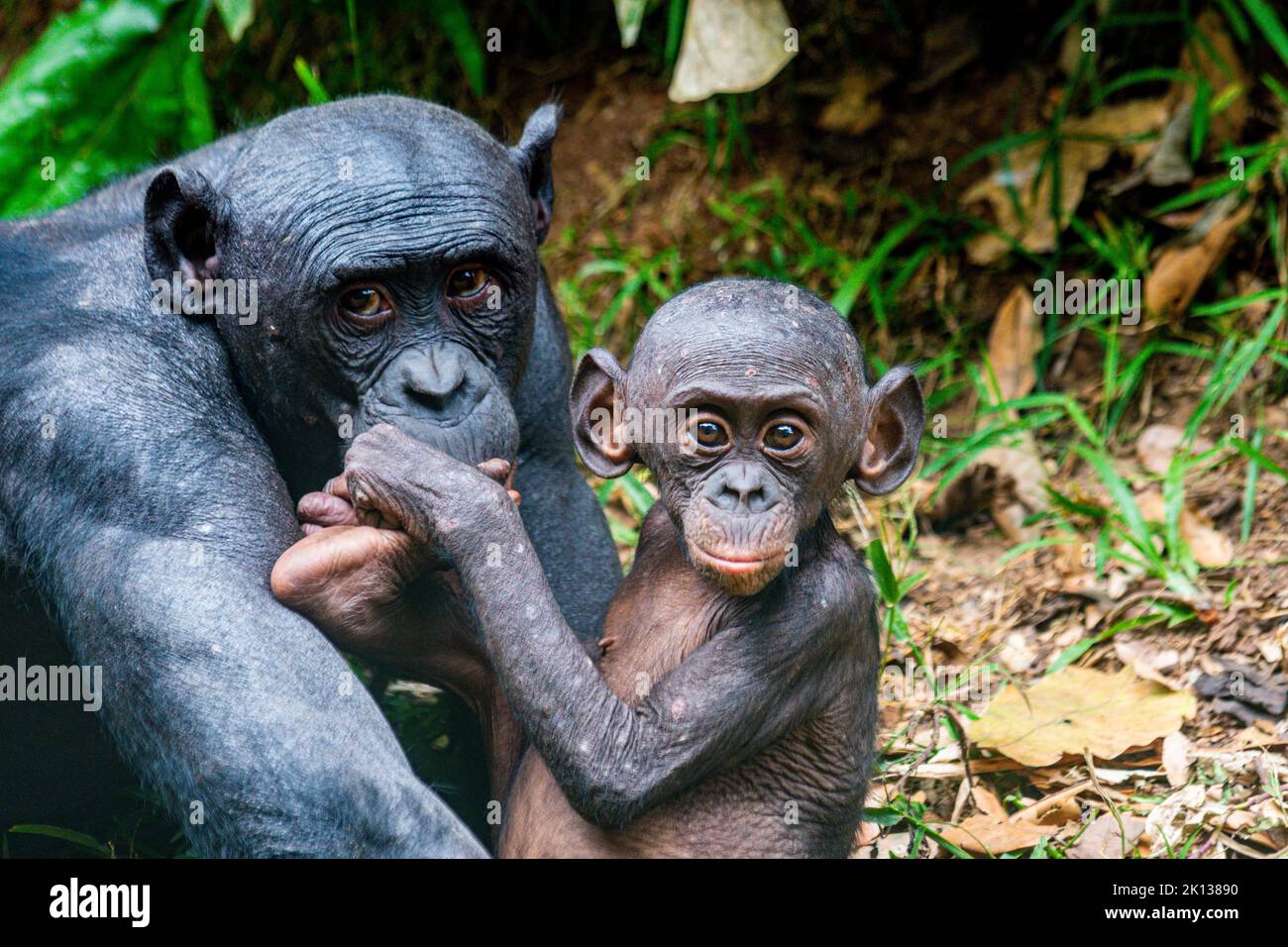 Bonobo (Pan paniscus), santuario di Lola ya Bonobo, Kinshasa, Repubblica Democratica del Congo, Africa Foto Stock