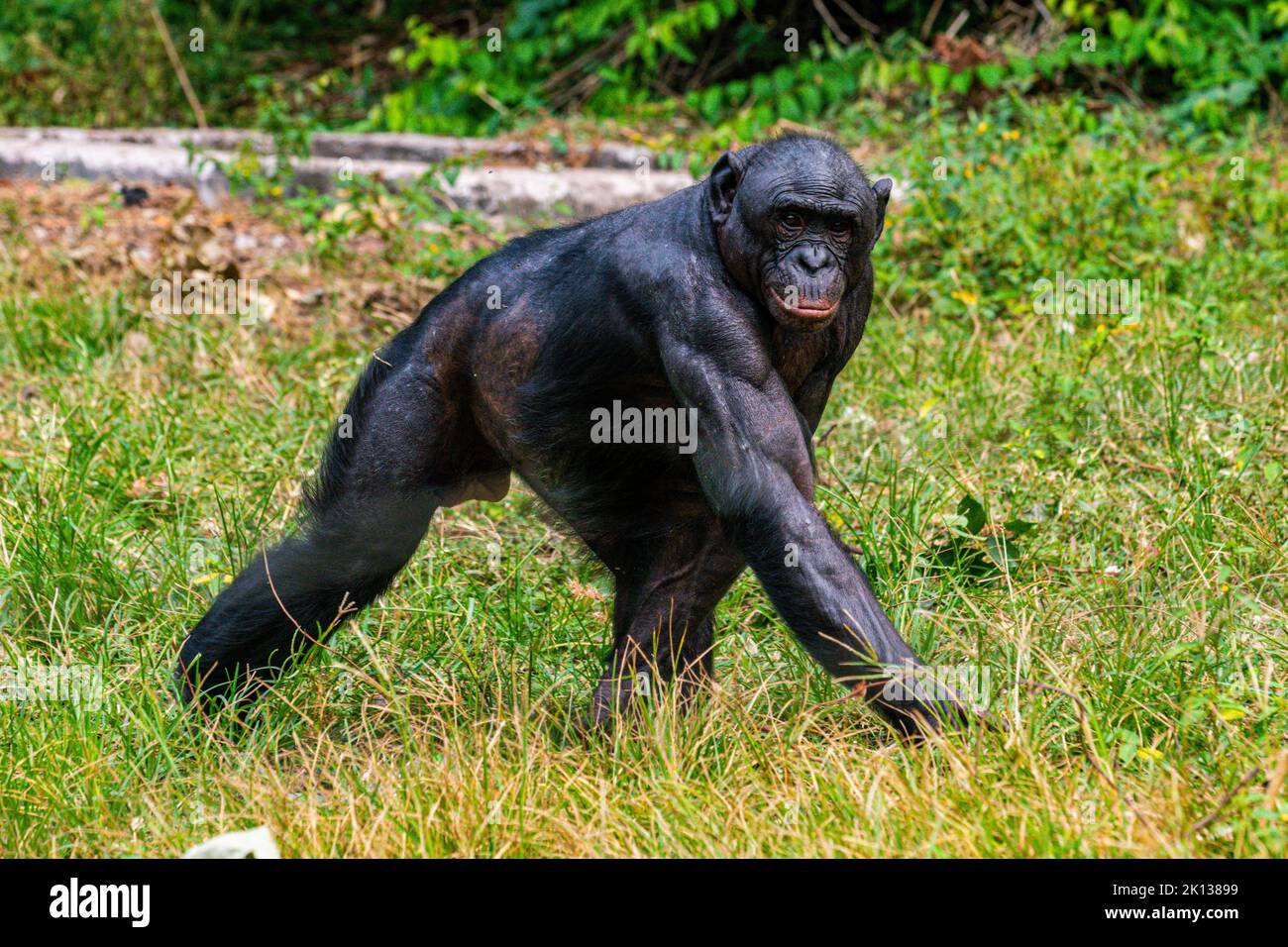 Bonobo (Pan paniscus), santuario di Lola ya Bonobo, Kinshasa, Repubblica Democratica del Congo, Africa Foto Stock