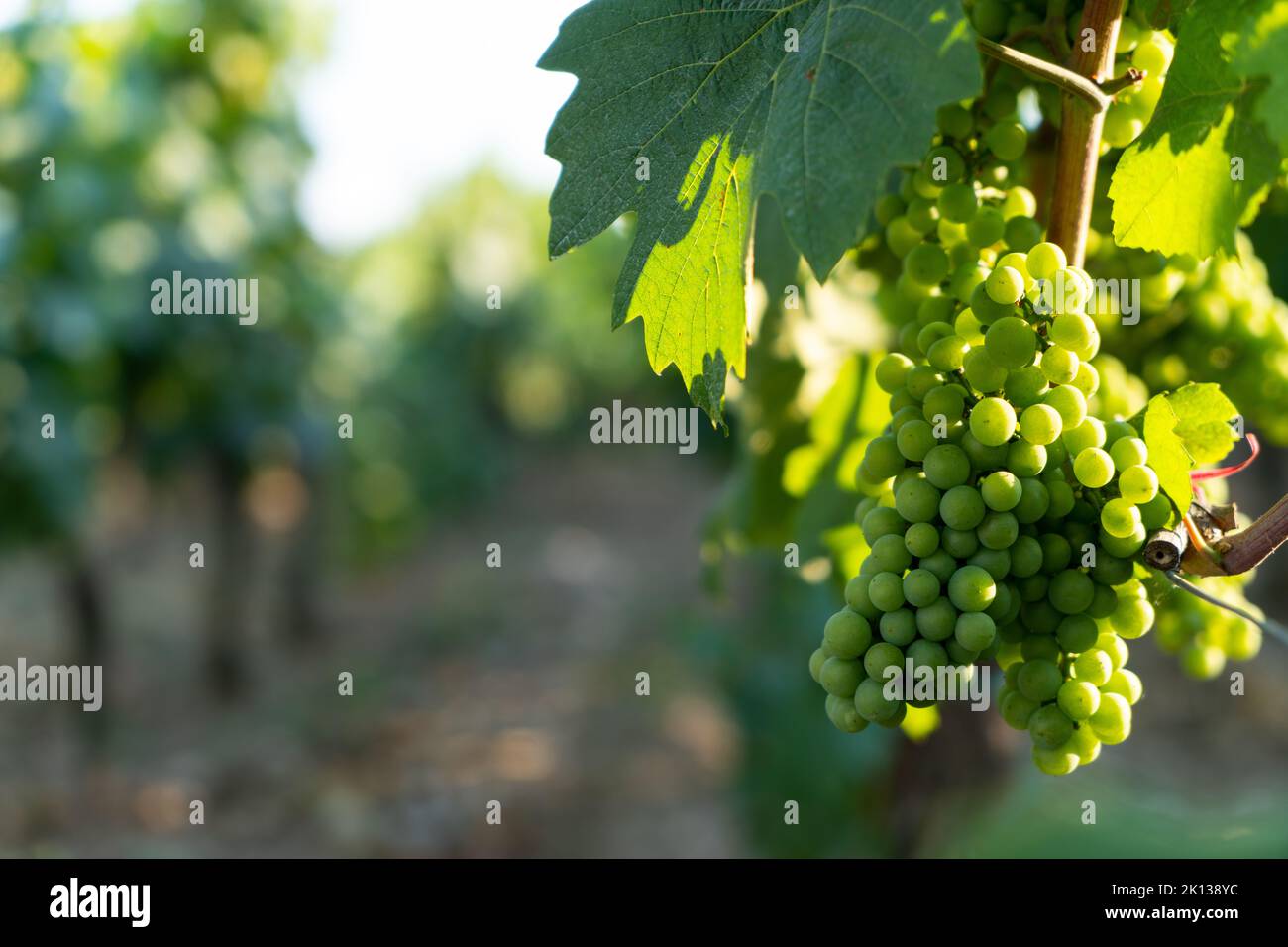 Stagione estiva nei vigneti della Franciacorta in provincia di Brescia, Lombardia, Italia, Europa Foto Stock