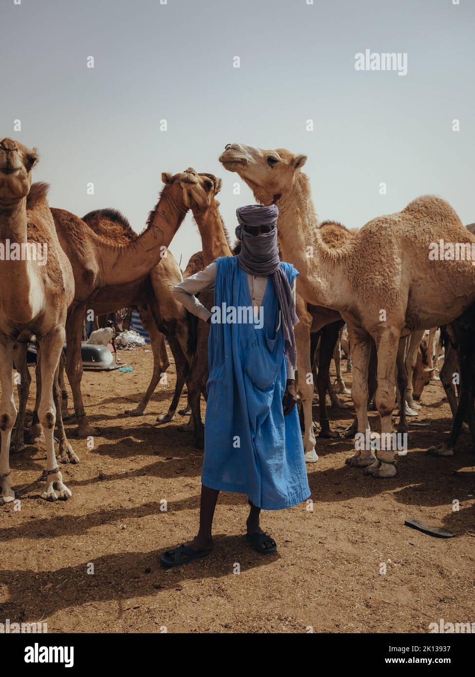 Nouakchott Camel Market, Nouakchott, Mauritania, Africa occidentale, Africa Foto Stock