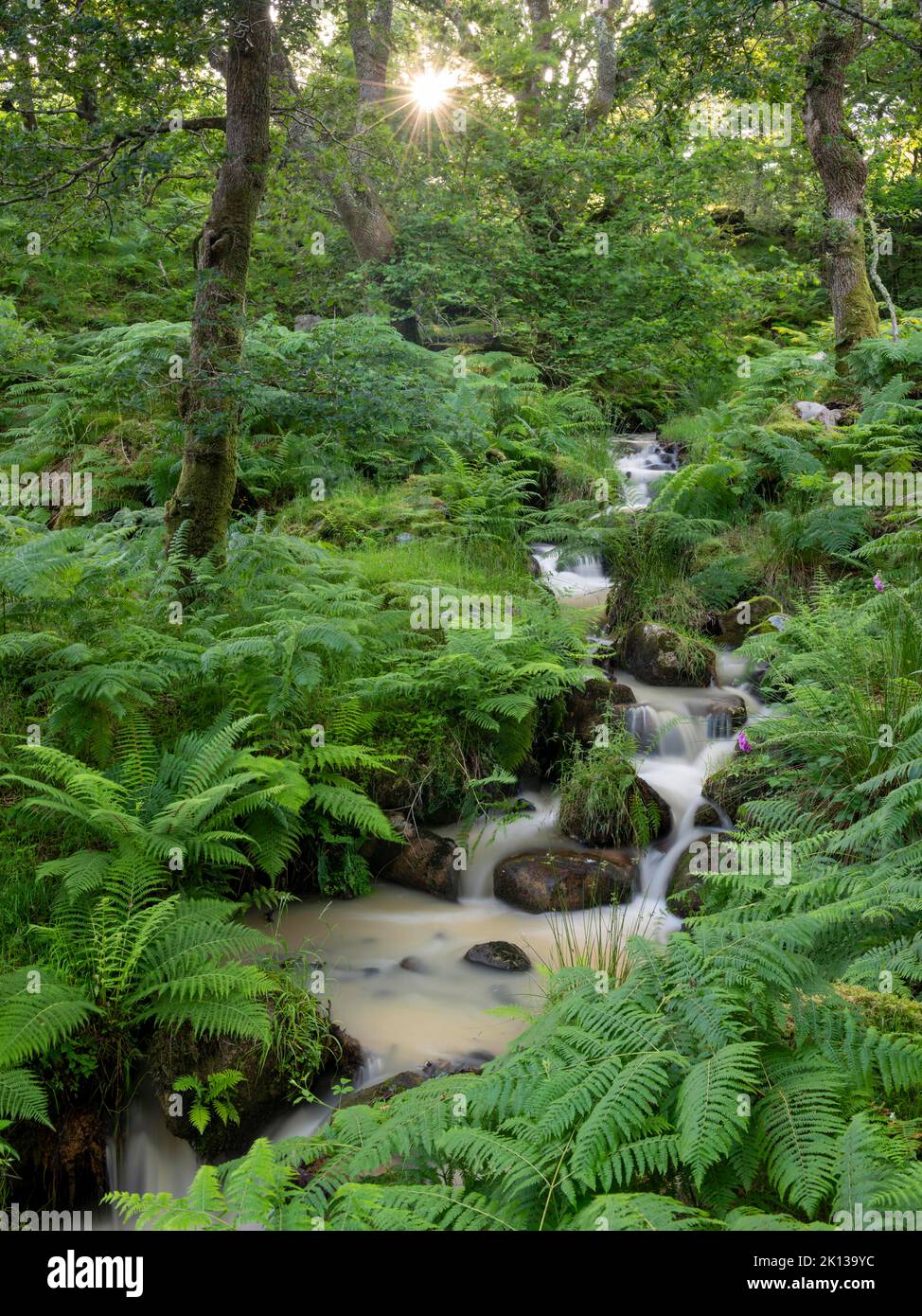 Ruscello che attraversa un bosco verdeggiante con moquette di felci, Dartmoor National Park, Devon, Inghilterra, Regno Unito, Europa Foto Stock