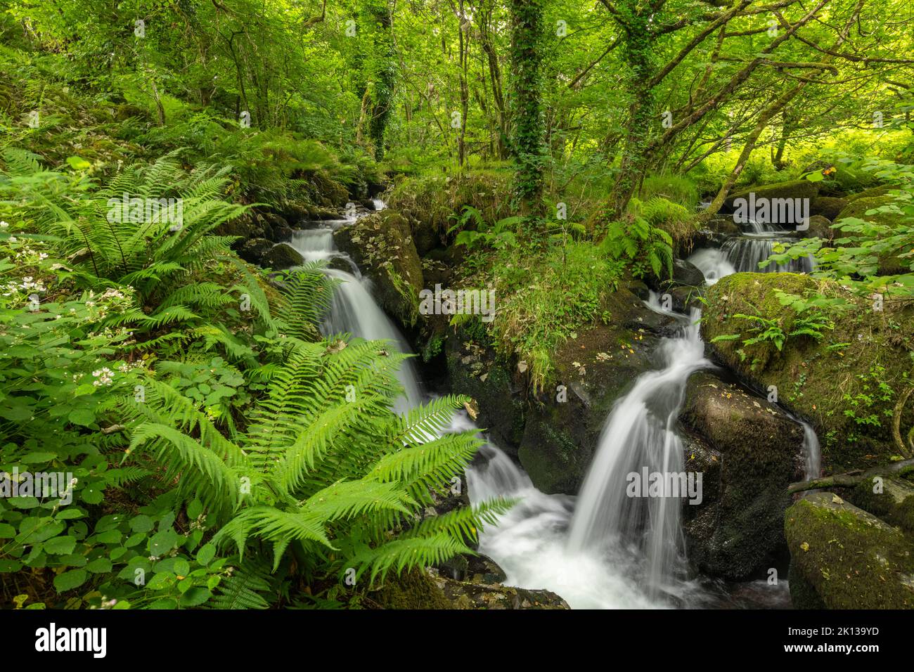 Cascate tumbling su un ruscello che scorre veloce attraverso un verdeggiante bosco di felci moquette, Dartmoor National Park, Devon, Inghilterra, Regno Unito, Europa Foto Stock