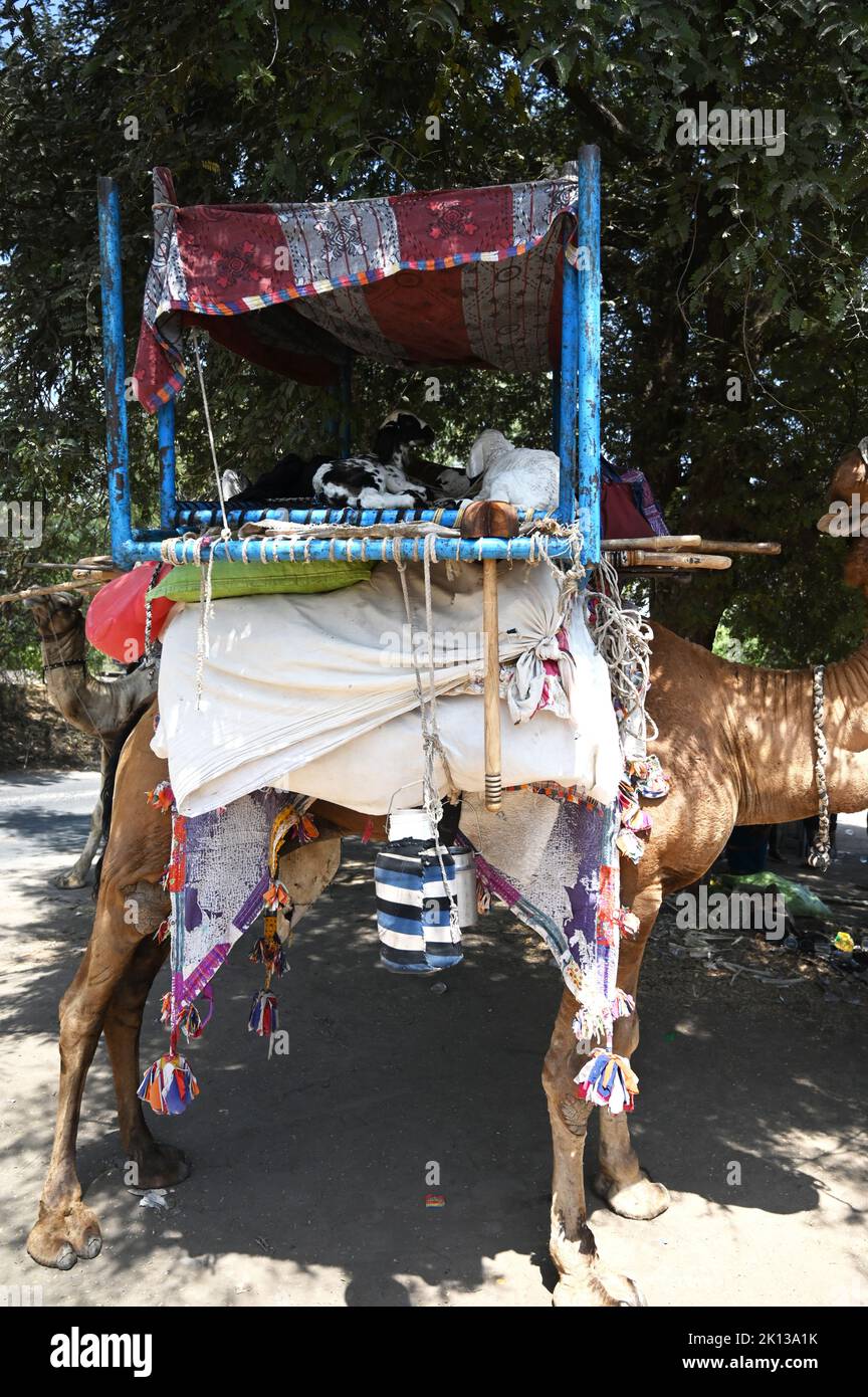 Cammello nomade della tributa di Rabari che trasporta la capra ed i possessi della famiglia, levandosi in piedi all'ombra di un albero, Gujarat, India, Asia Foto Stock