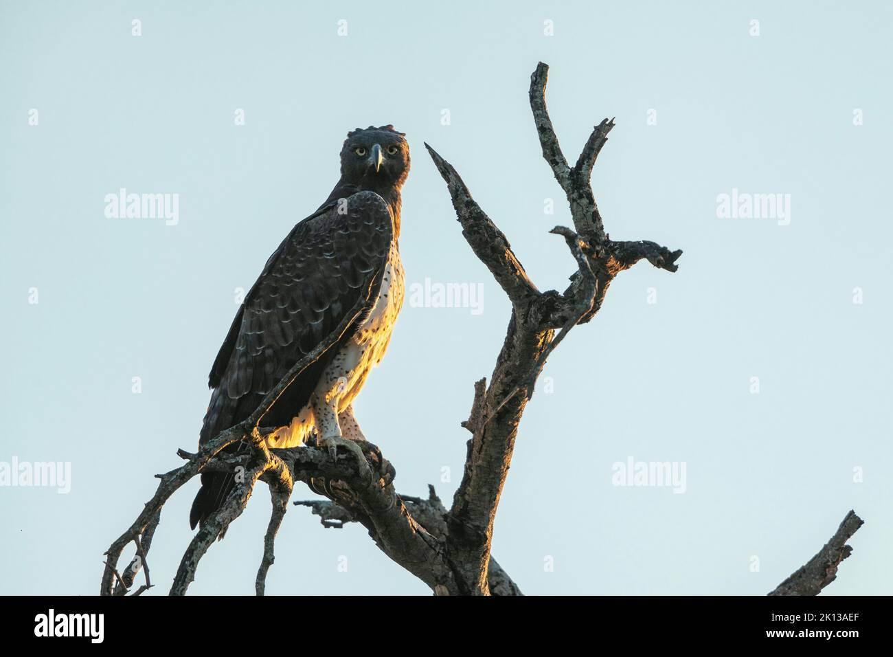 Aquila marziale africana, riserva naturale privata di Timbavati, parco nazionale di Kruger, Sudafrica, Africa Foto Stock