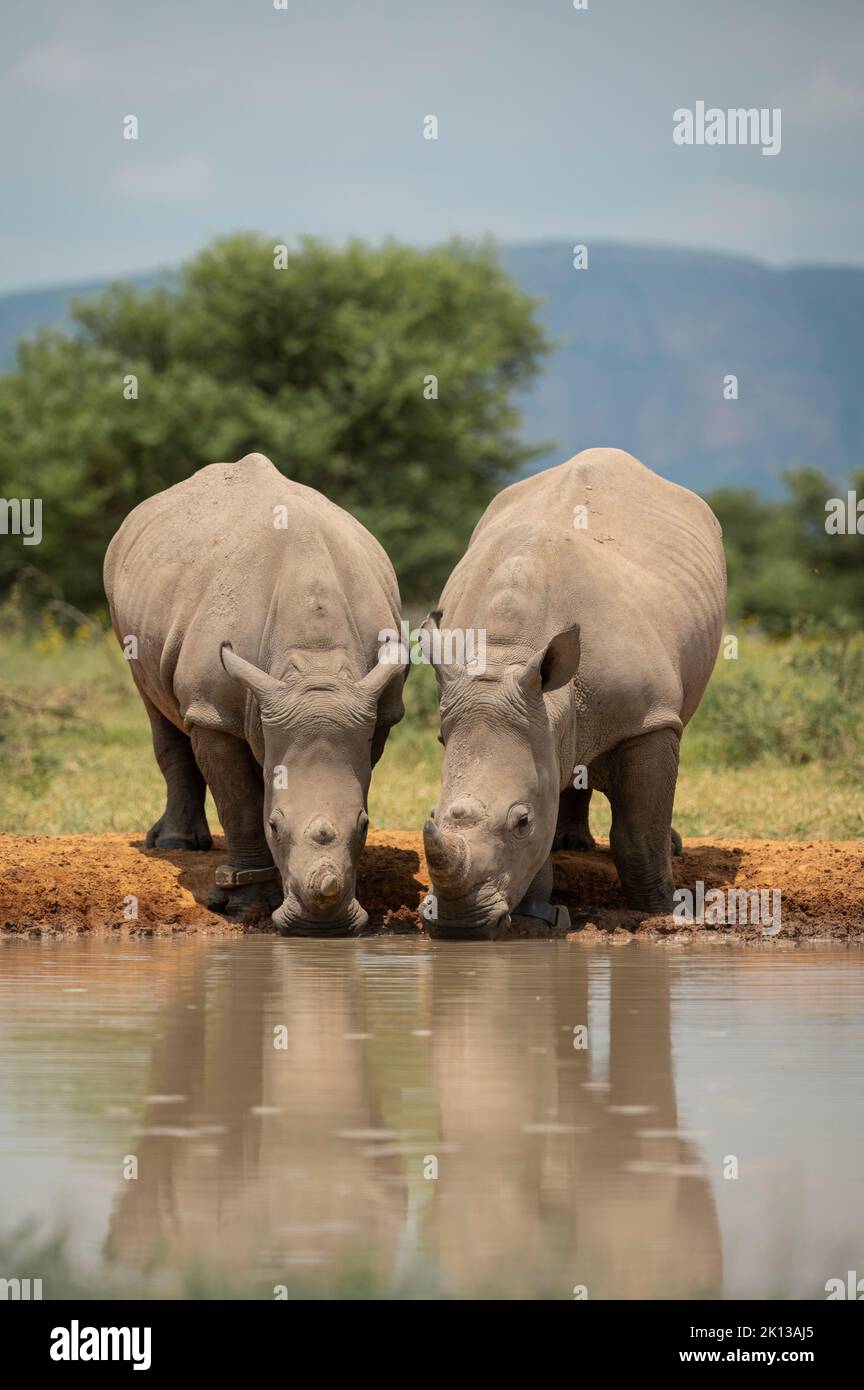 Rinoceronti bianchi a Winning Hole, Marataba, Parco Nazionale di Marakele, Sud Africa, Africa Foto Stock