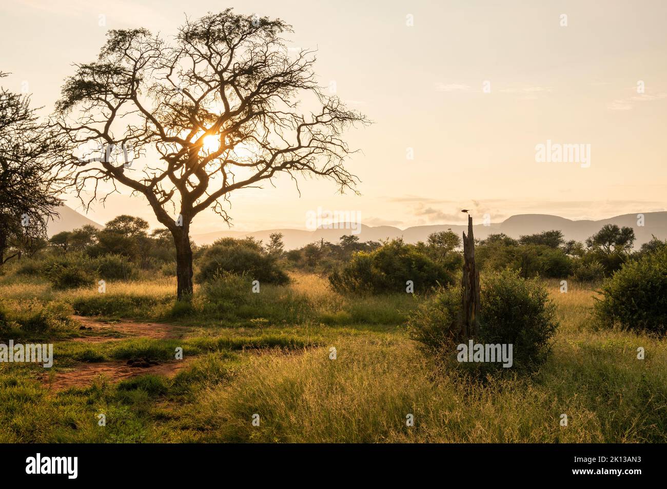 Paesaggio all'alba, Marataba, Parco Nazionale di Marakele, Sud Africa, Africa Foto Stock