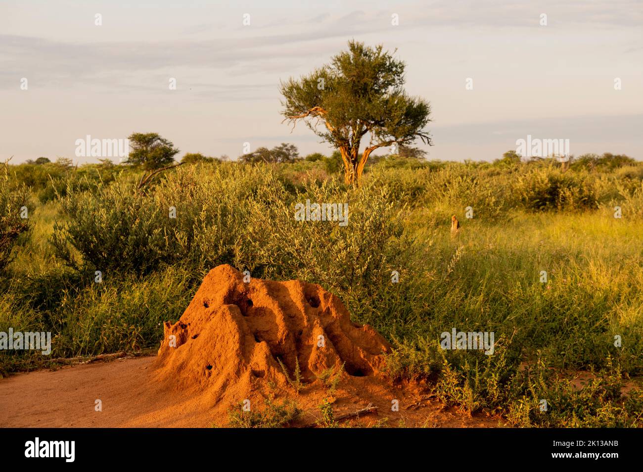 Tumulo di termite, Marataba, Parco Nazionale di Marakele, Sud Africa, Africa Foto Stock