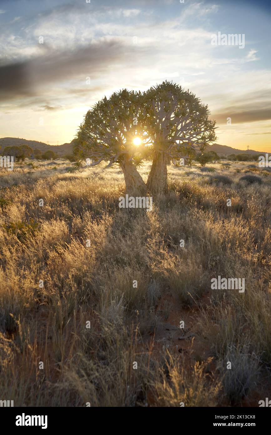 Albero fremito nel paesaggio desertico al tramonto Foto Stock